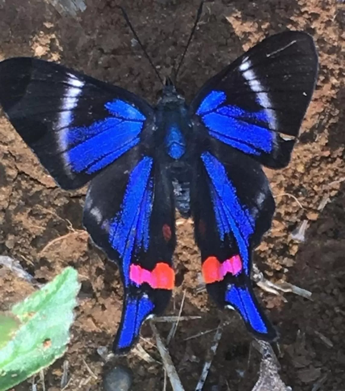 Animals, Other Animals in Finca San Pedro