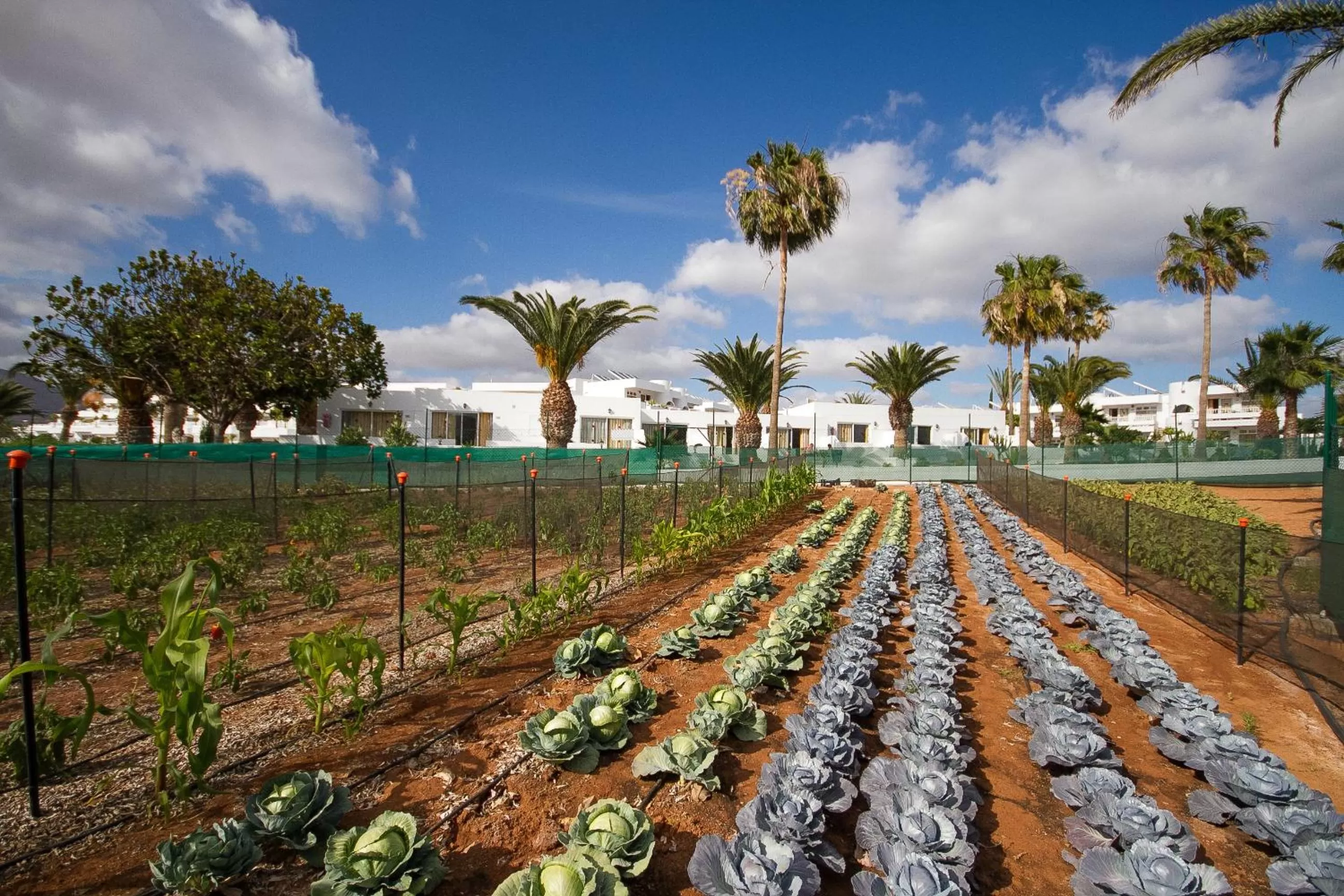 Garden in Hotel Floresta
