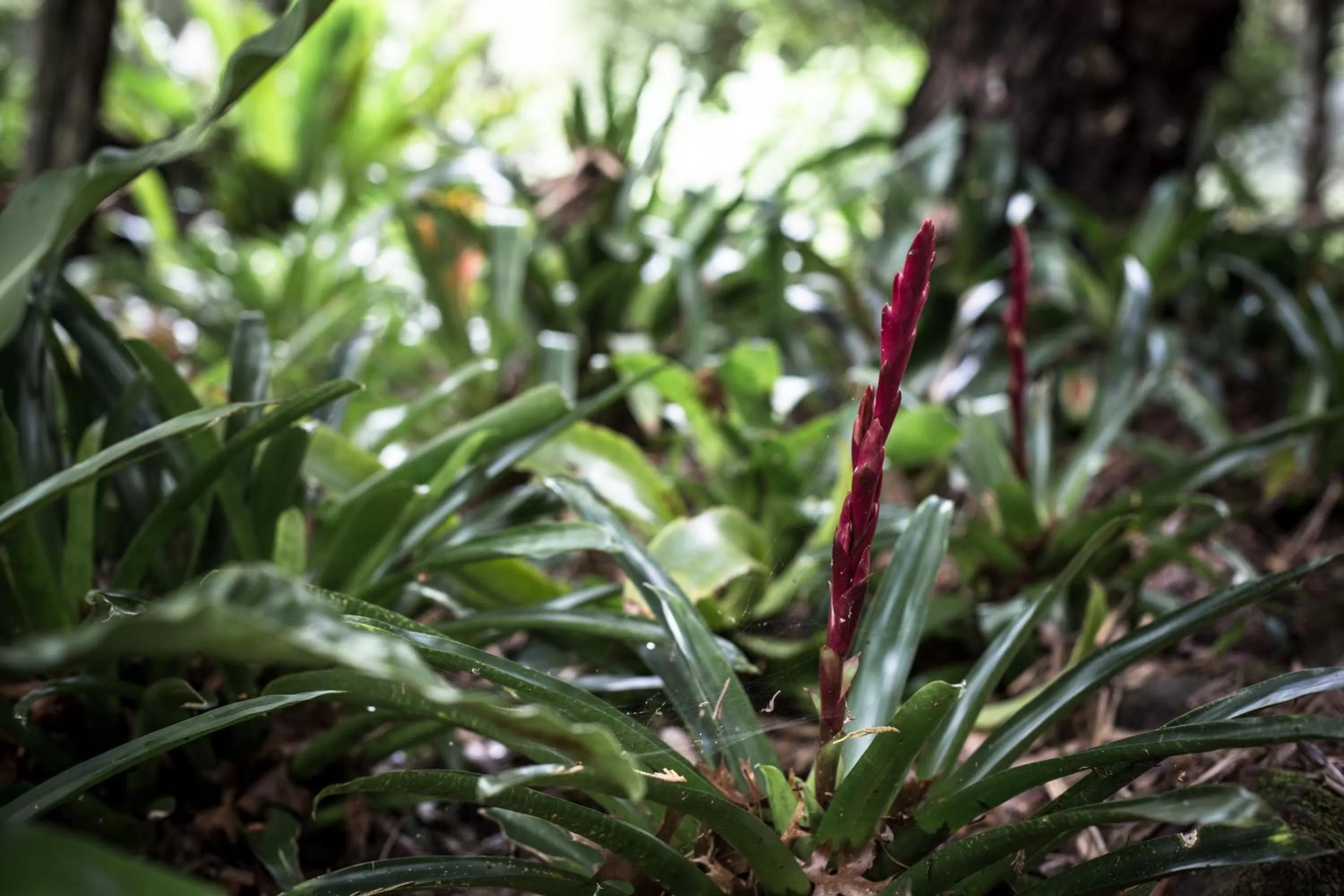 Other in Tall Trees Motel Mountain Retreat