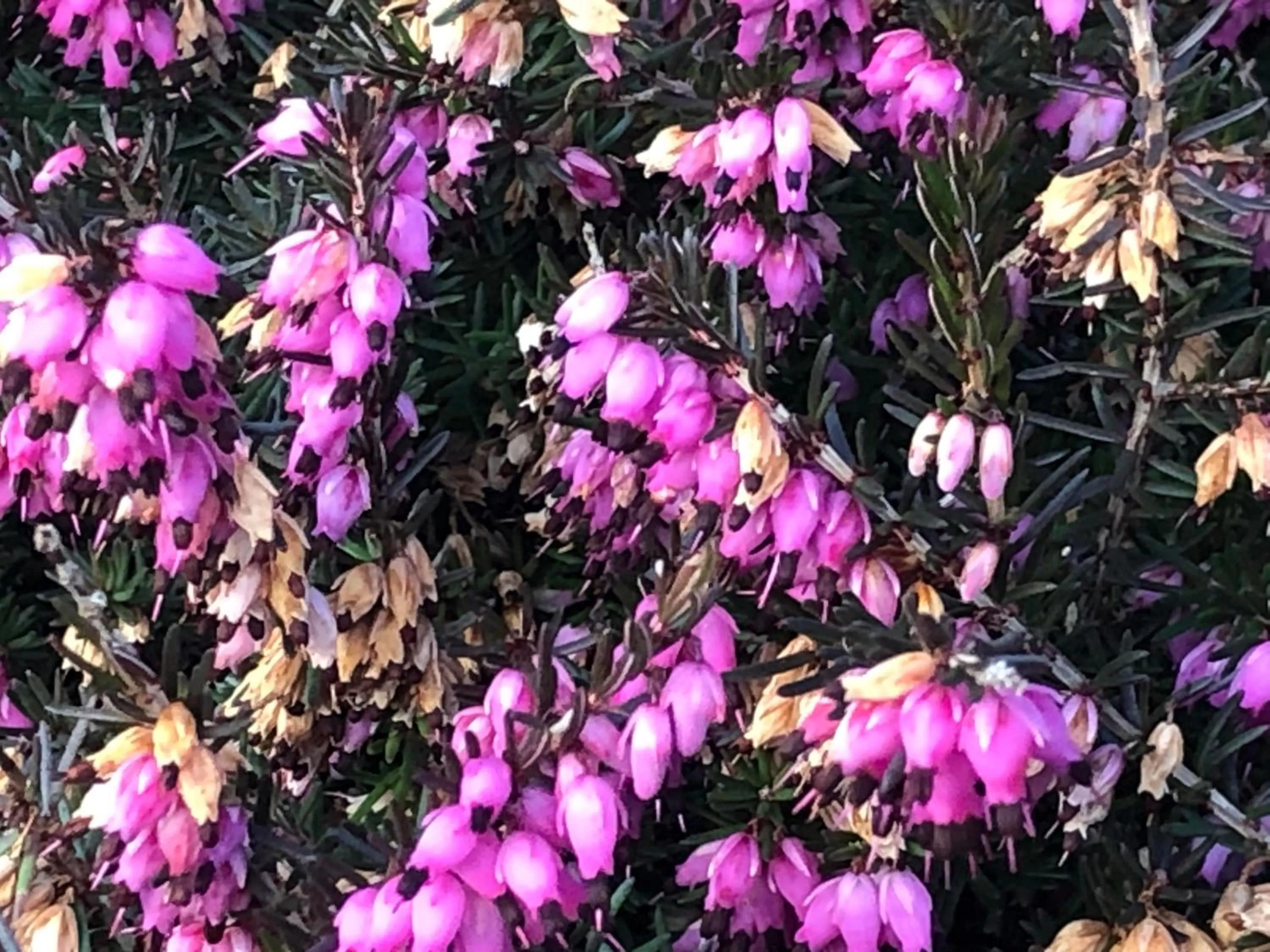 Spring in Railway Avenue Rooms