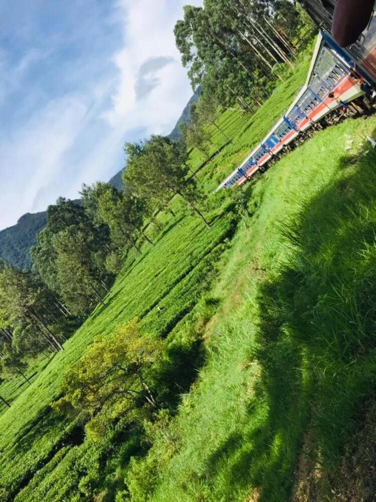 Natural Landscape in Saddle Cottage