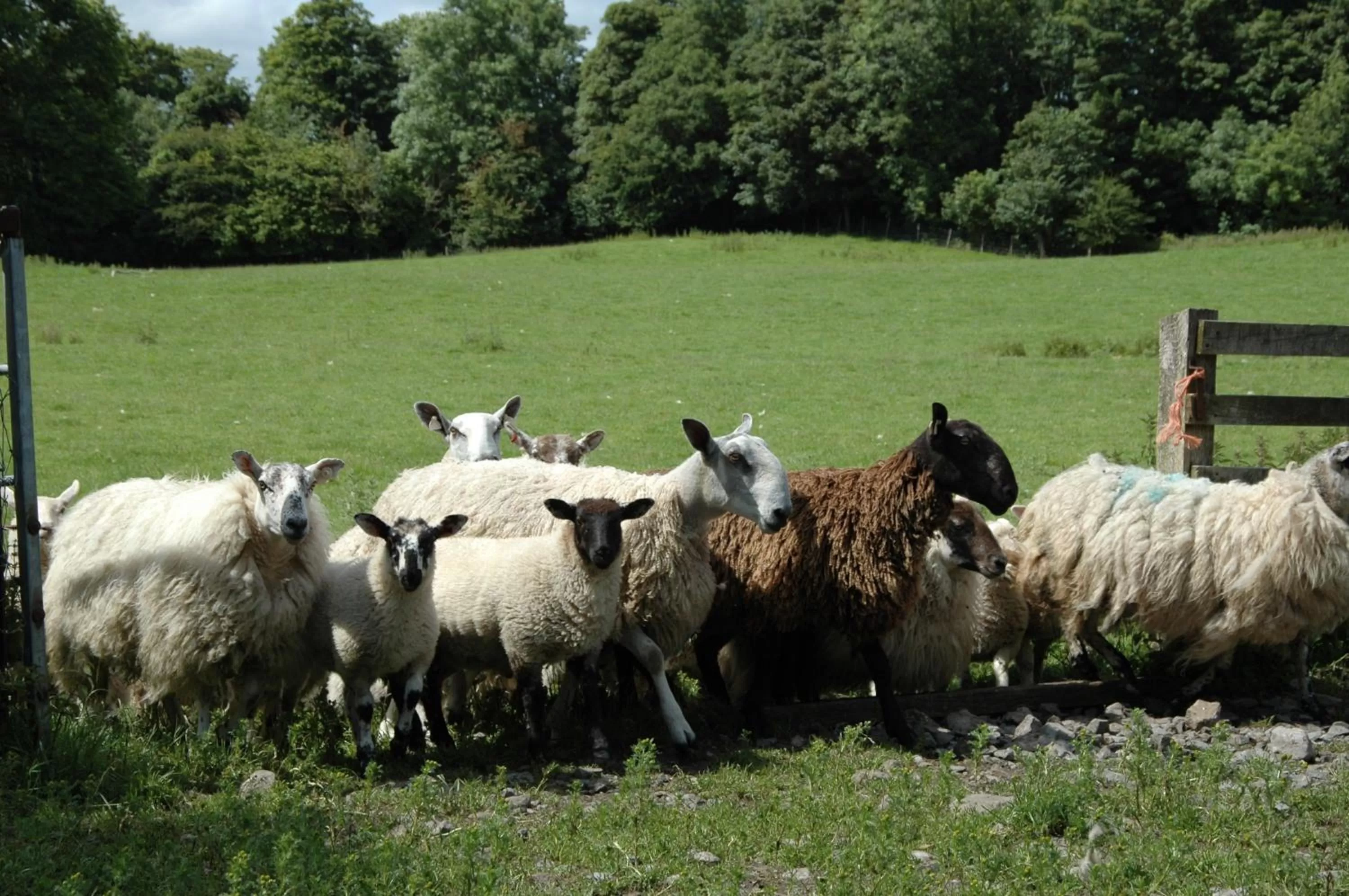 Area and facilities in Temple House