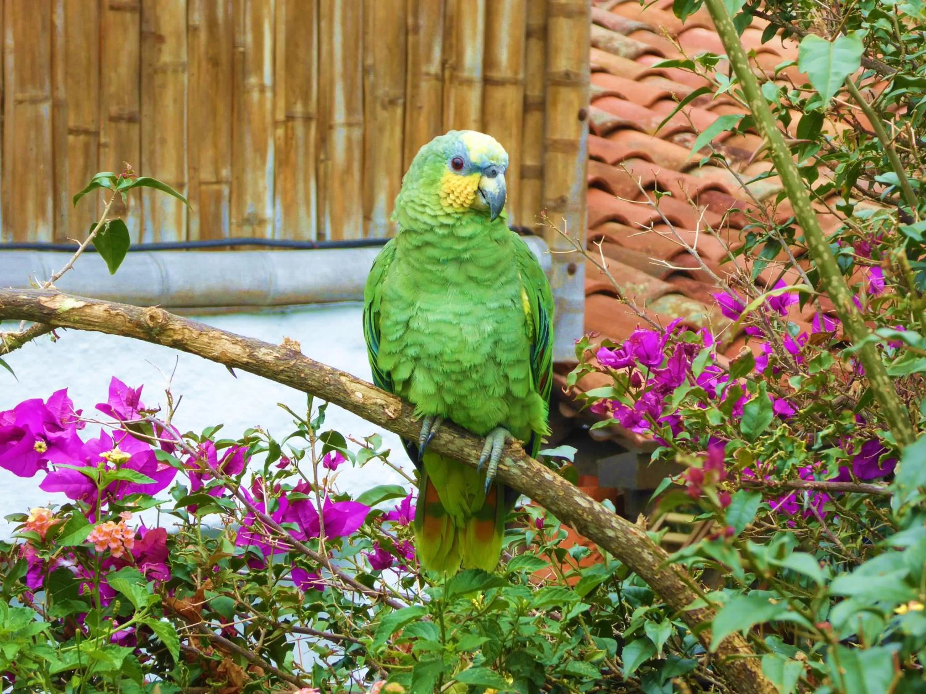 Pets, Other Animals in Finca El Cielo