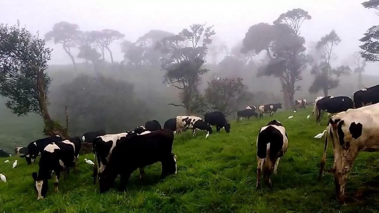 Pets in Rock View Rest Hatton