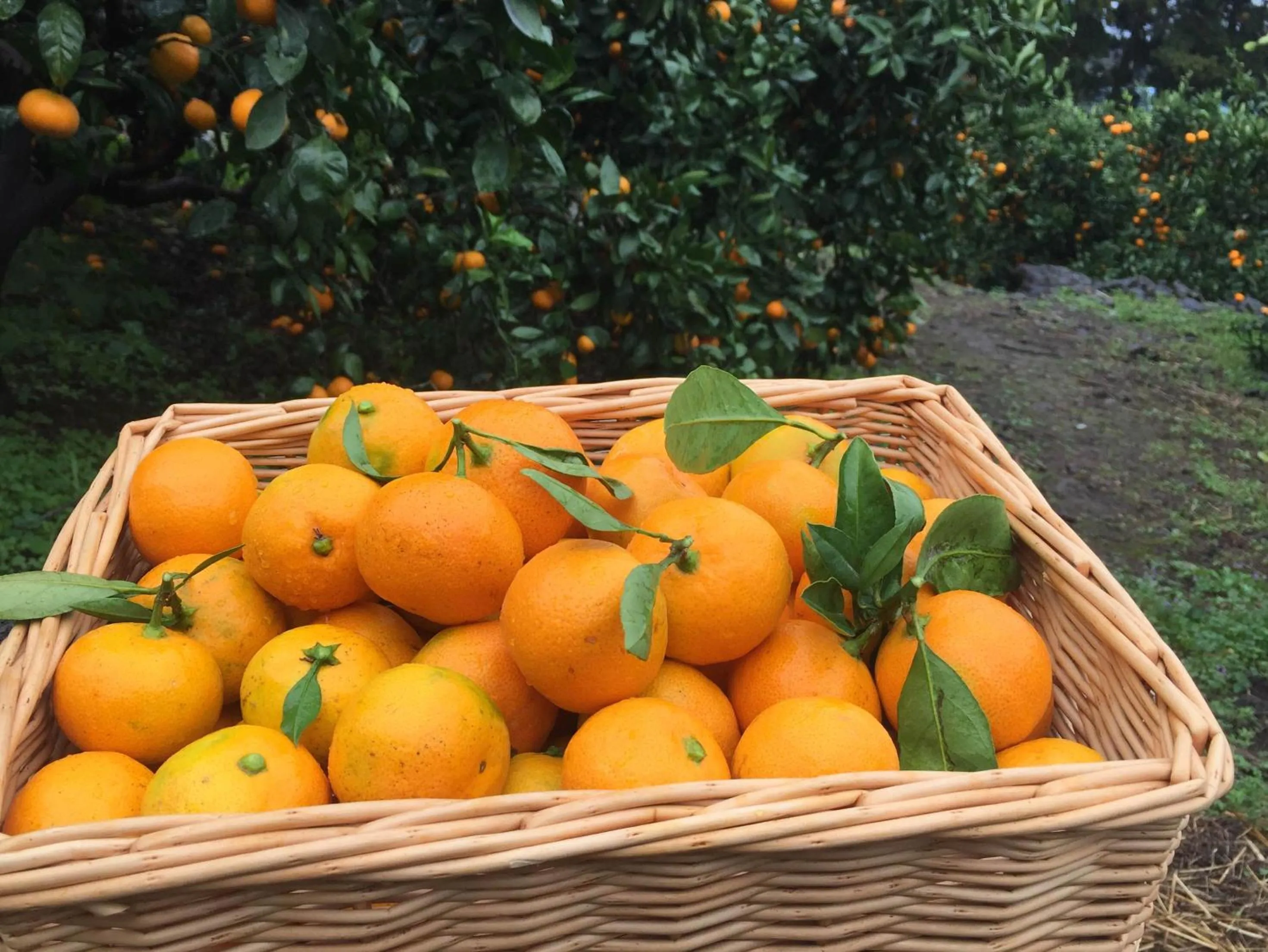 Neighbourhood in Jeju Eco Suites