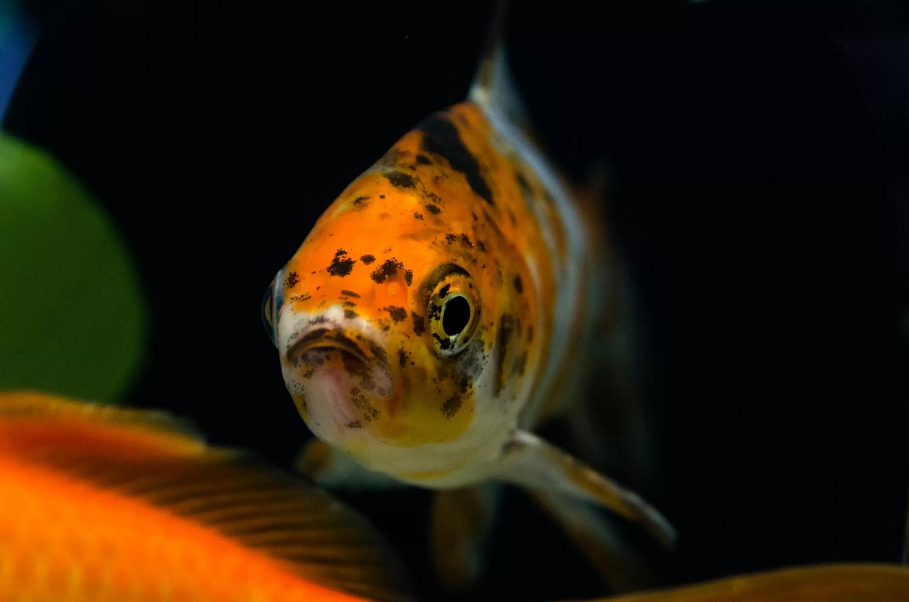 Animals in Agua de Mar Hotel Boutique