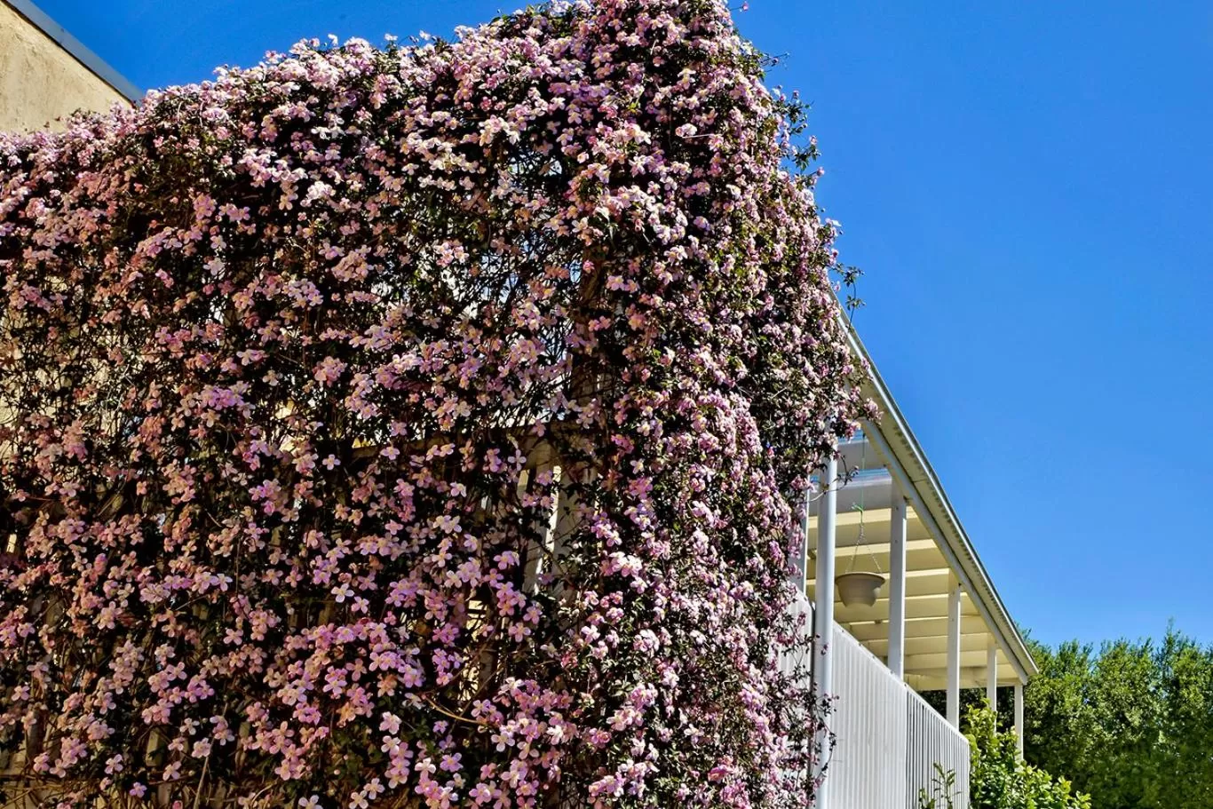Garden in Bundanoon Lodge