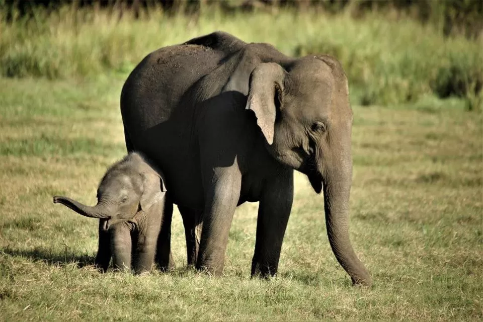 Activities, Other Animals in Lake Bliss