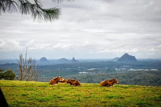 Animals, Other Animals in Tranquil Park