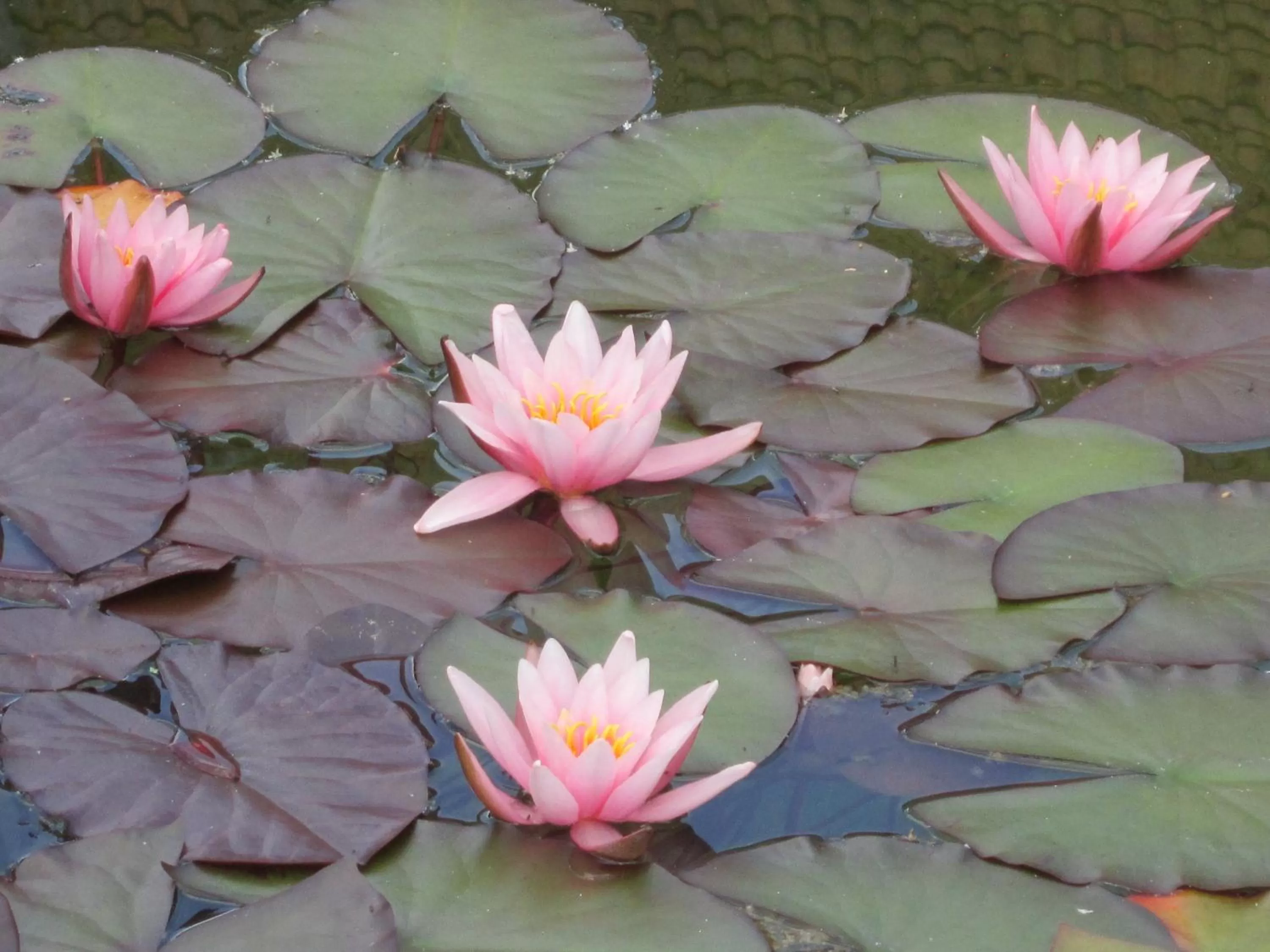 Summer in B&B Pastorie van Merkem