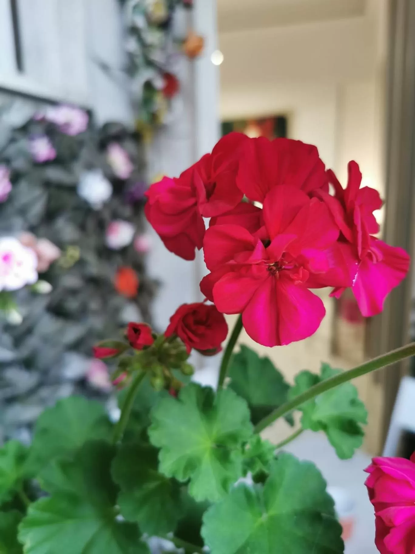 Balcony/Terrace in B&B BARBERA