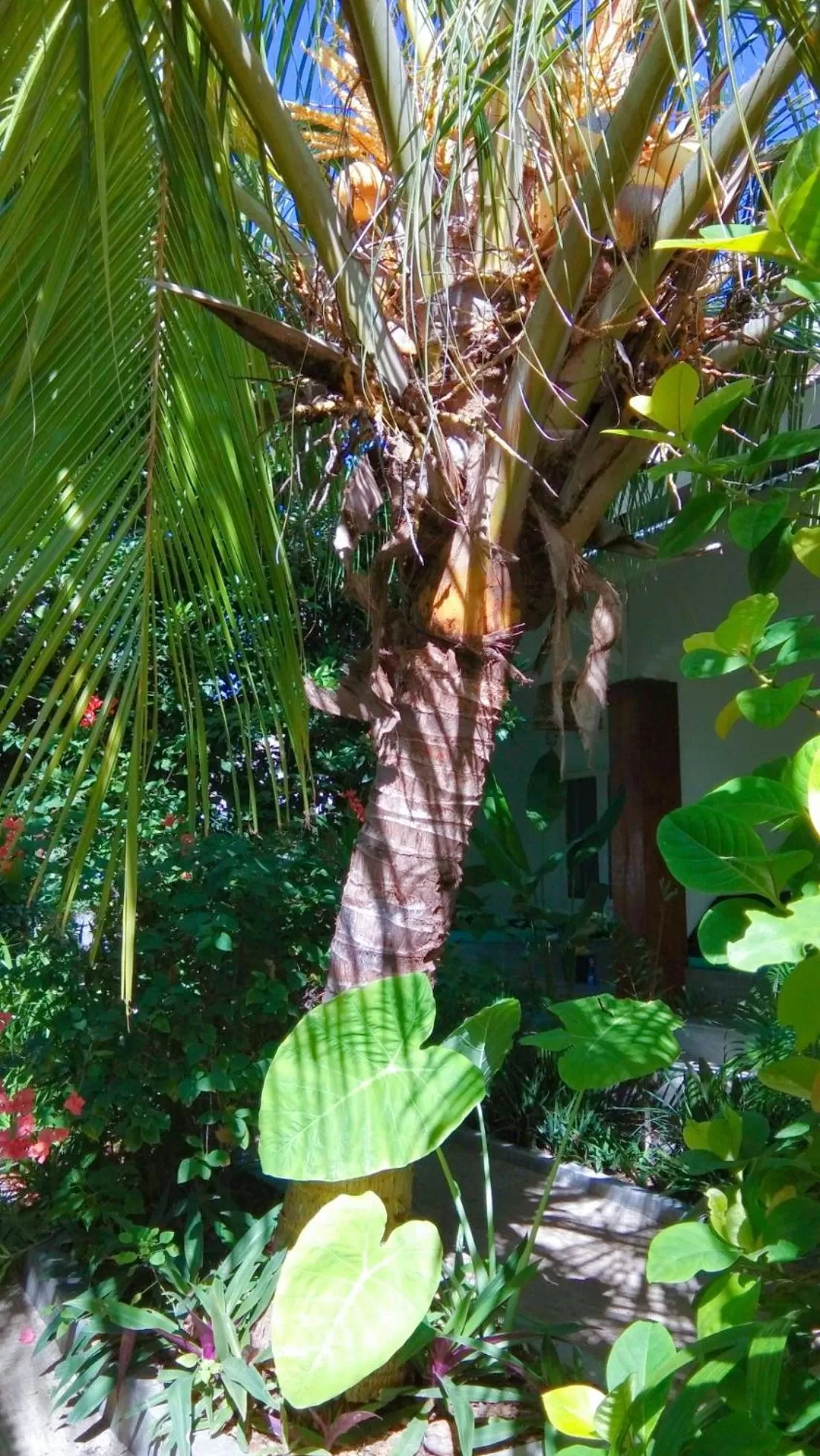 Garden in Café des Arts Gili Air