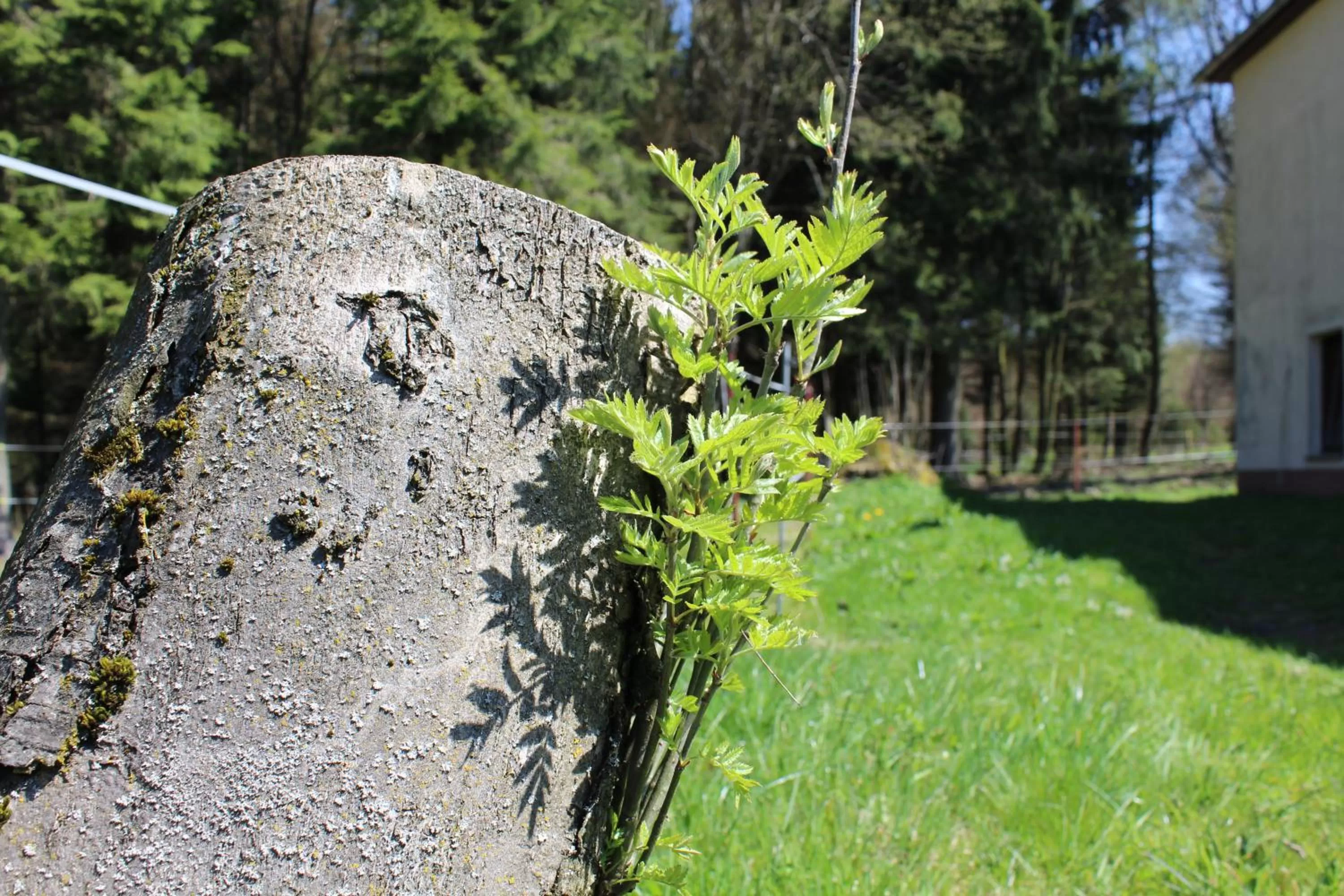 Natural landscape, Garden in Waldgasthof Bad Einsiedel