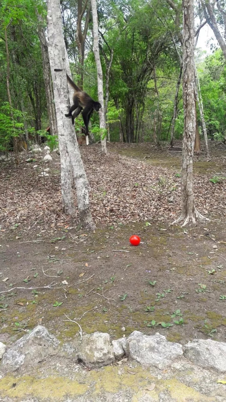 Animals in Hotel Chaac Calakmul