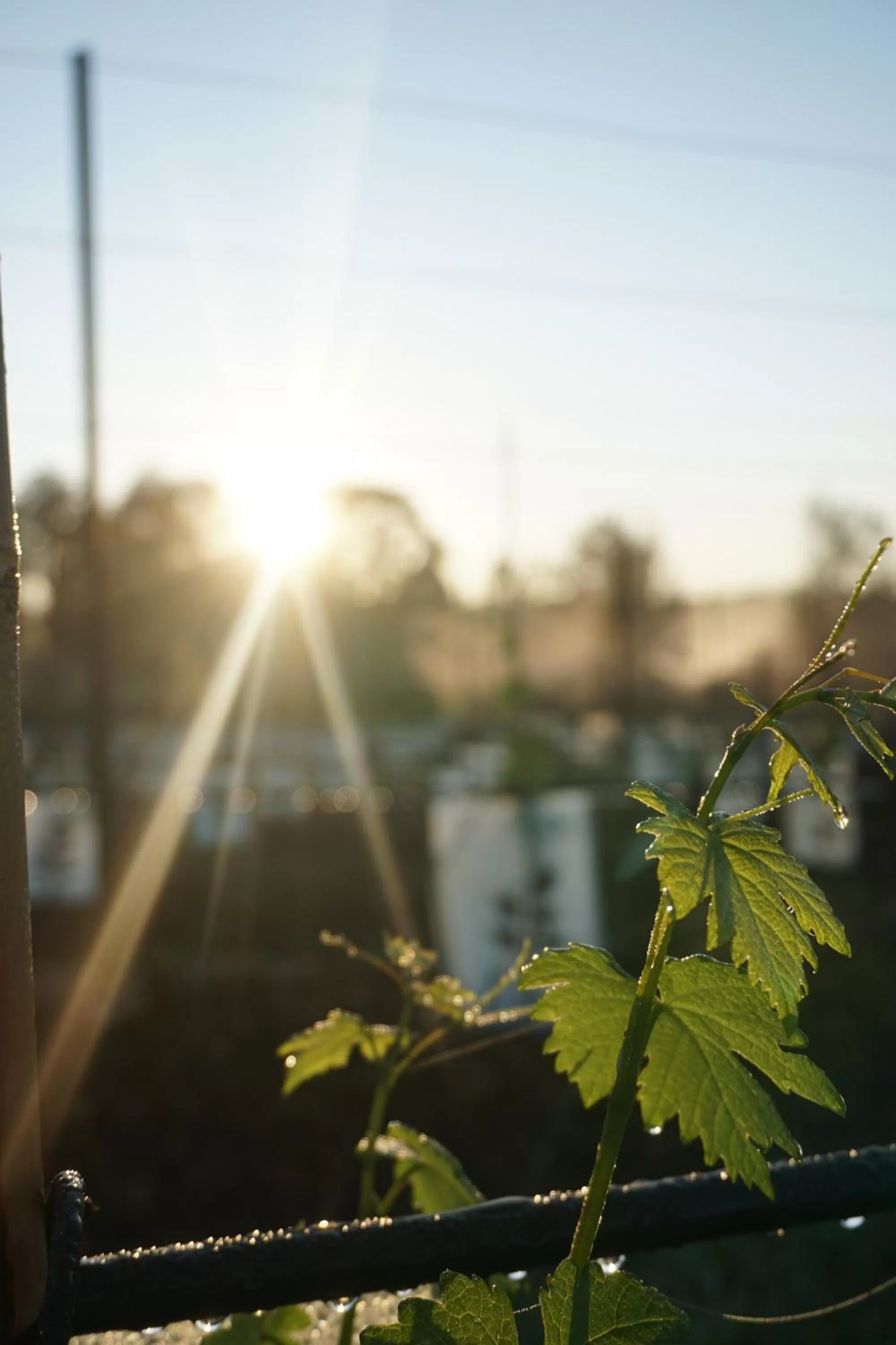 Spring in Narangba Motel (formerly Brisbane North B&B and Winery)