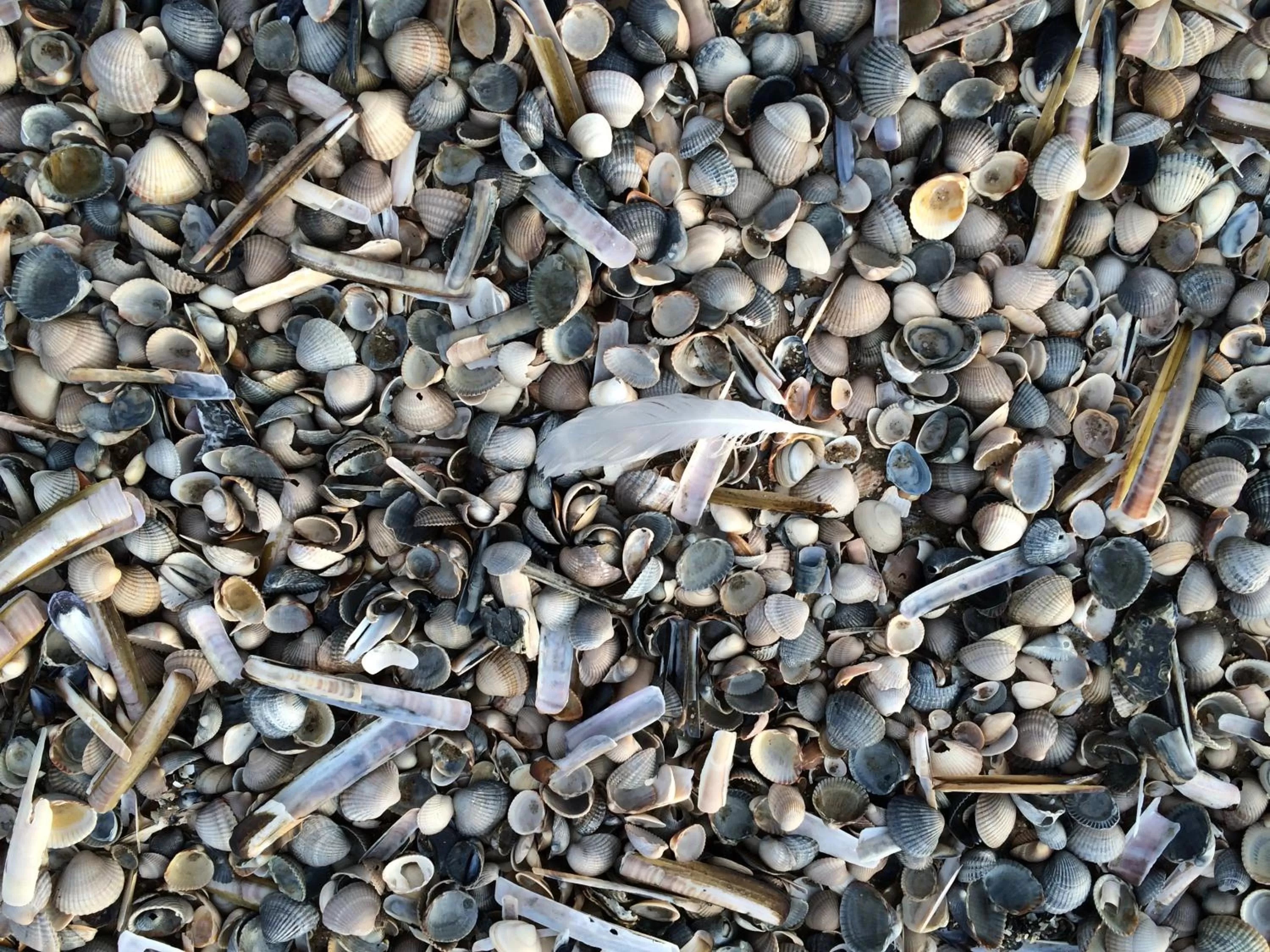 Beach, Other Animals in B&B Vloedlijn Texel