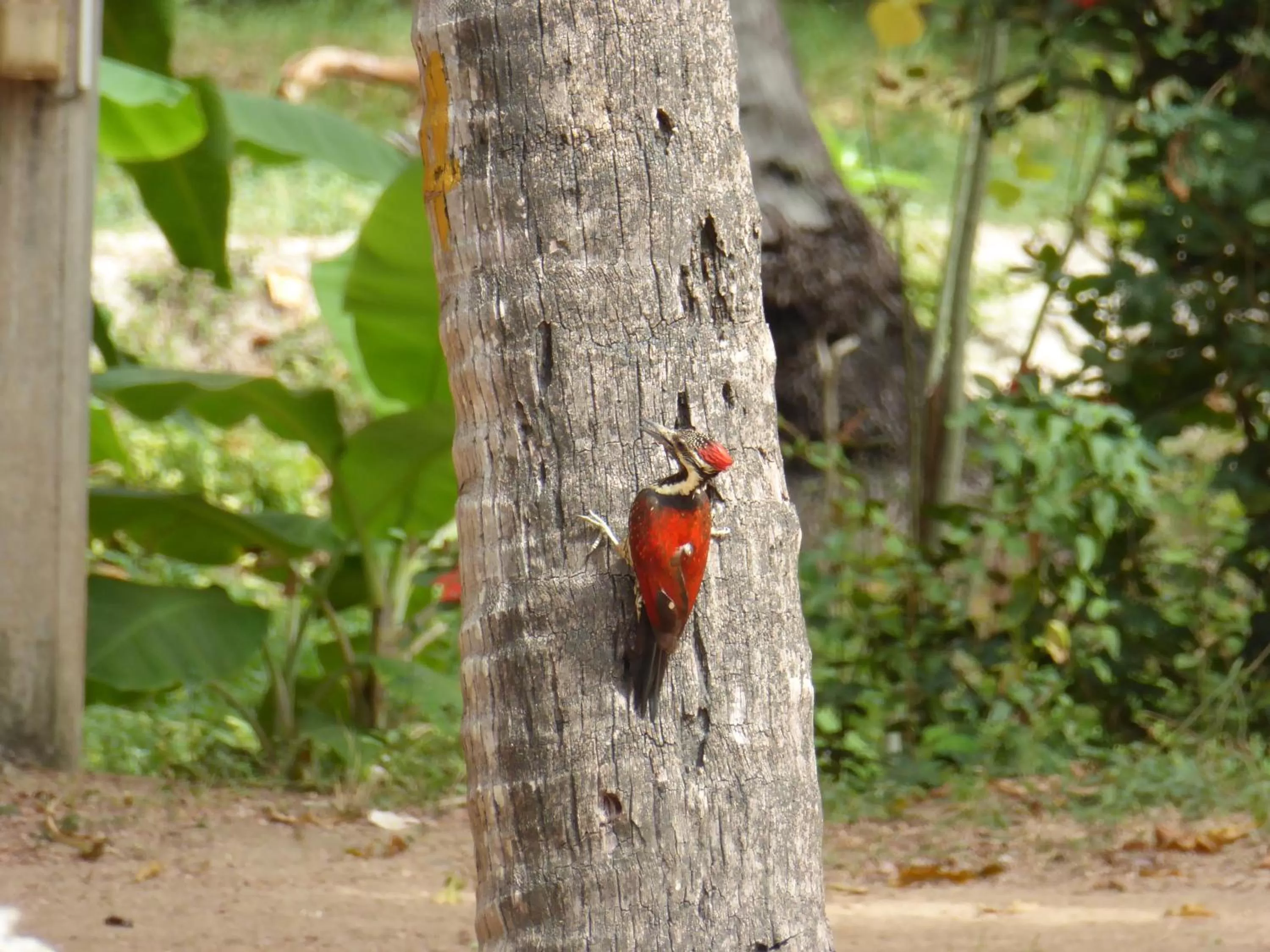 Garden in Riviera Resort