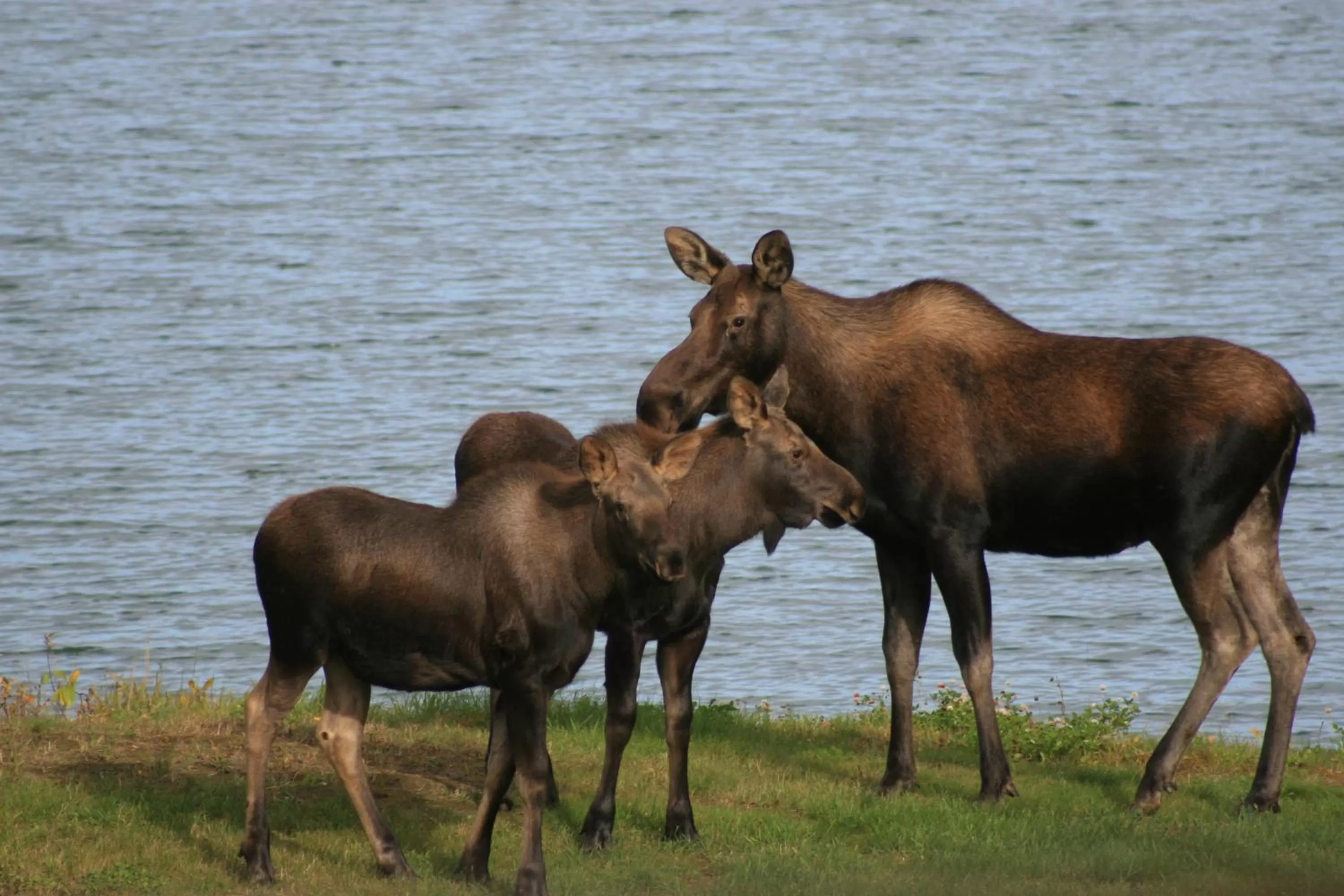 Animals, Other Animals in McKinley View B&B