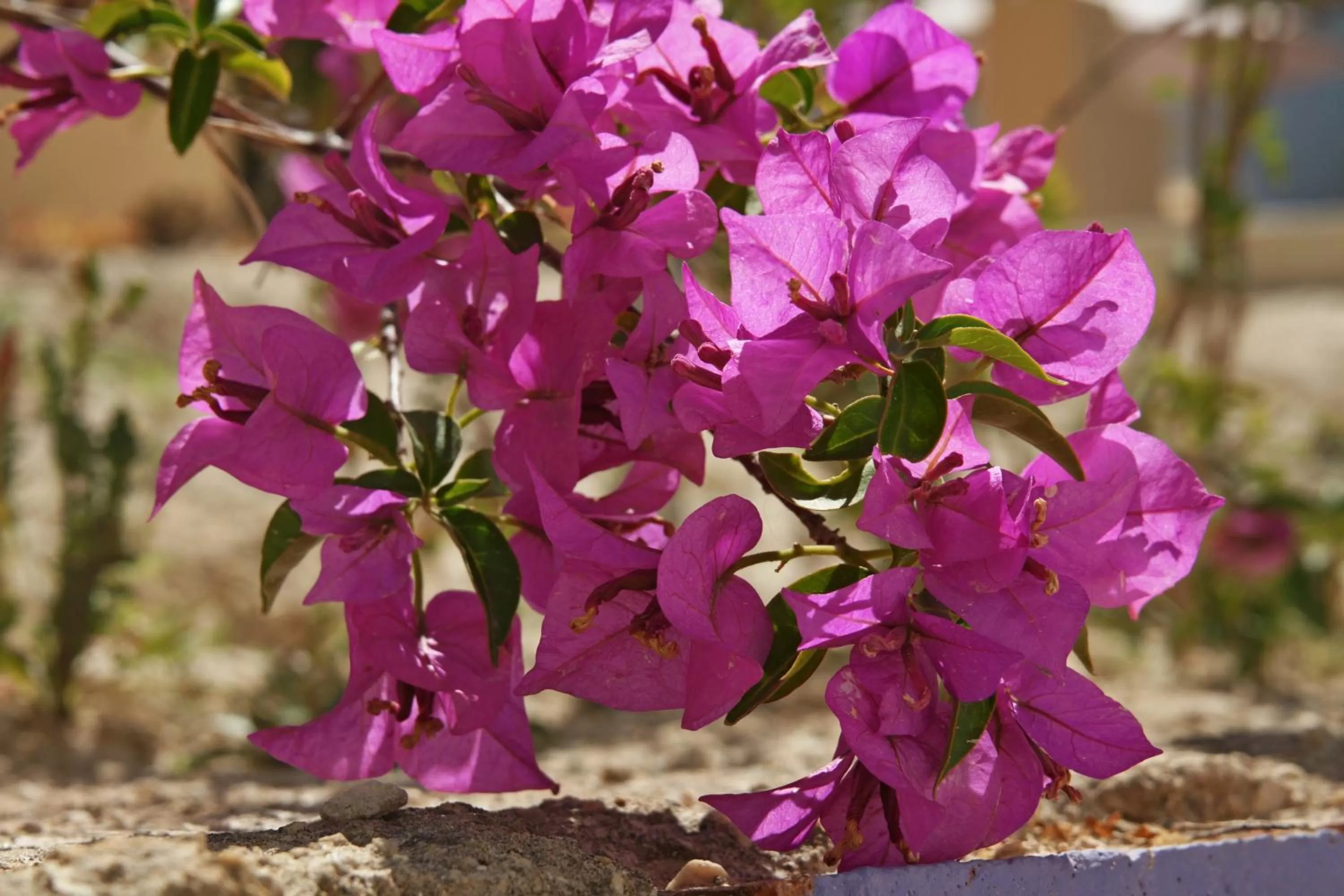 Garden in Finca La Higuera - Boutique B&B
