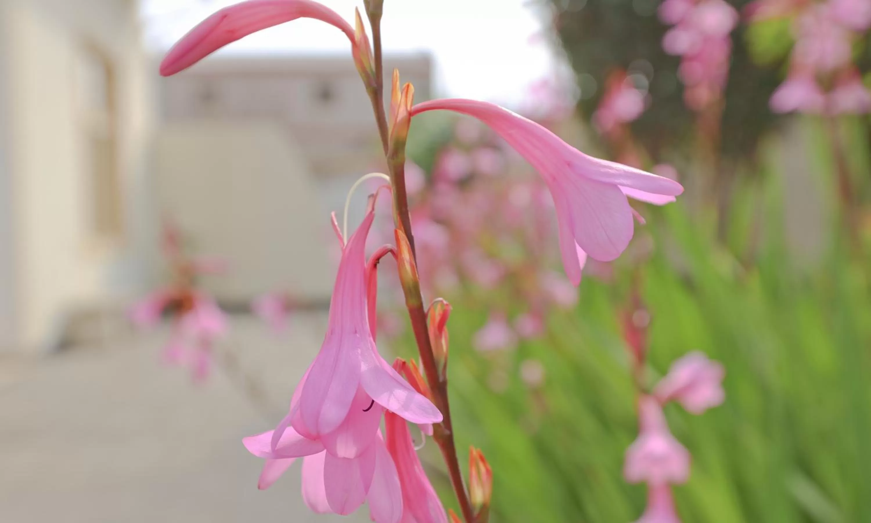 Garden view in Hotel Prinzessin Rupprecht