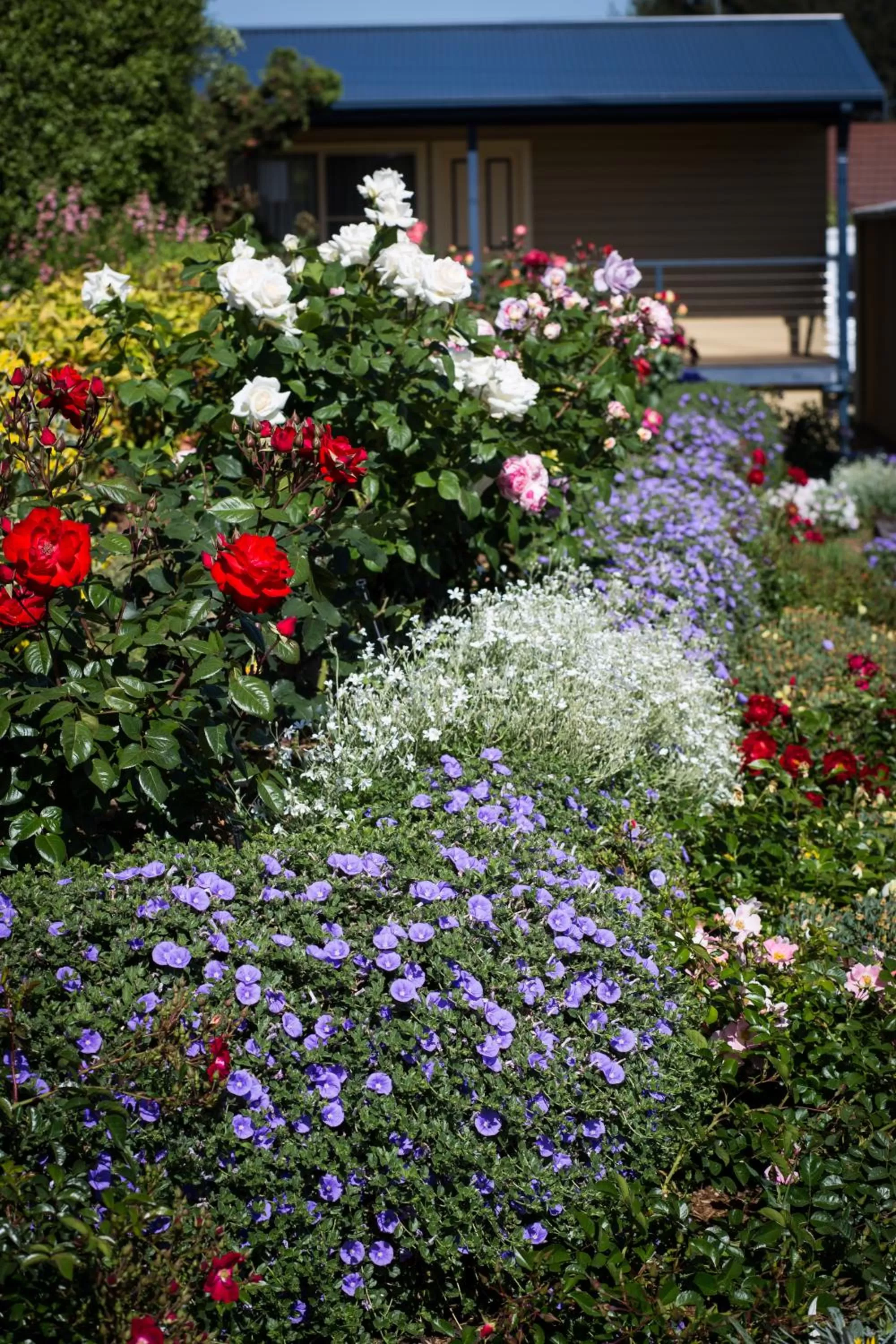 Garden in Willows Motel