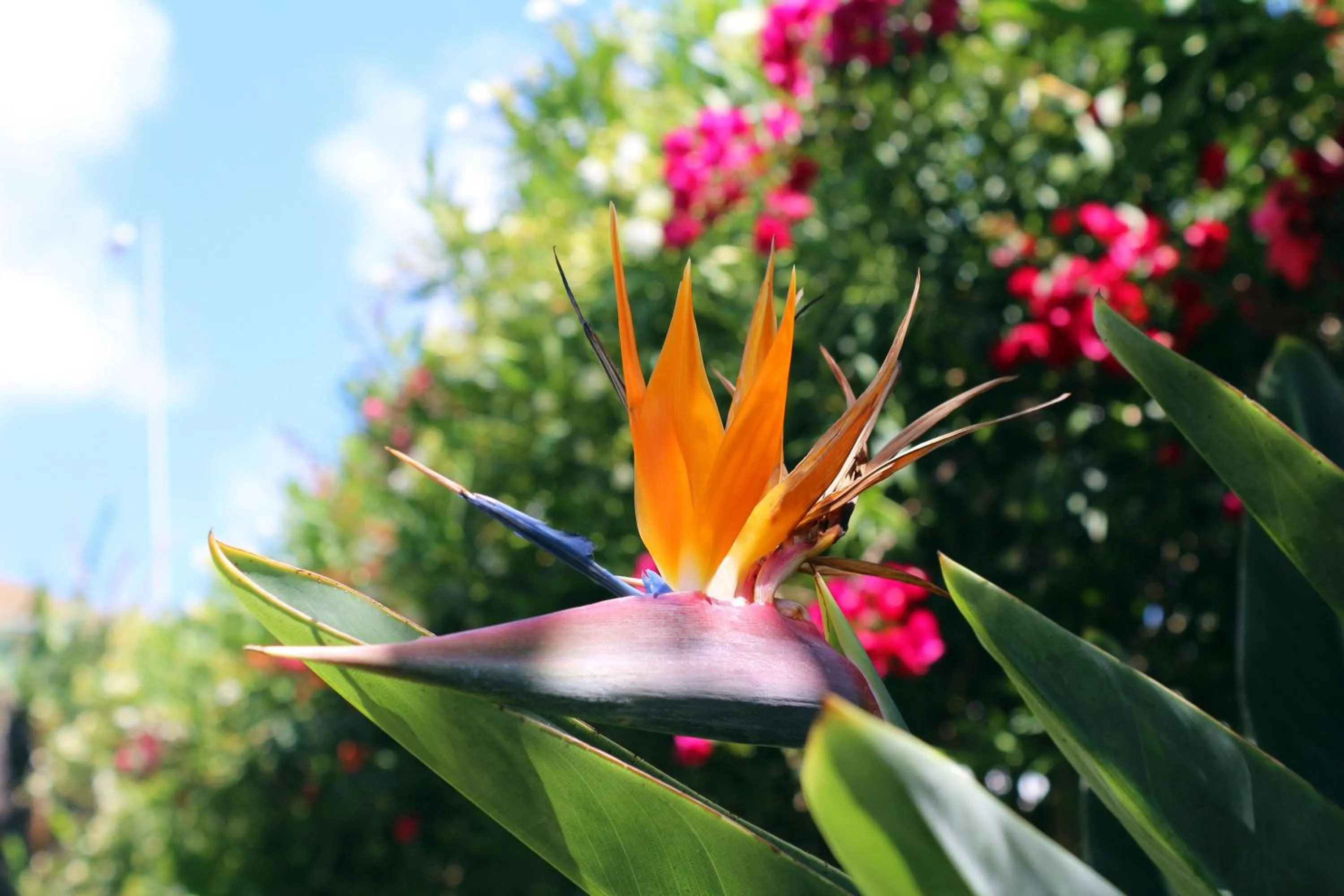 Natural landscape in The Views Oasis