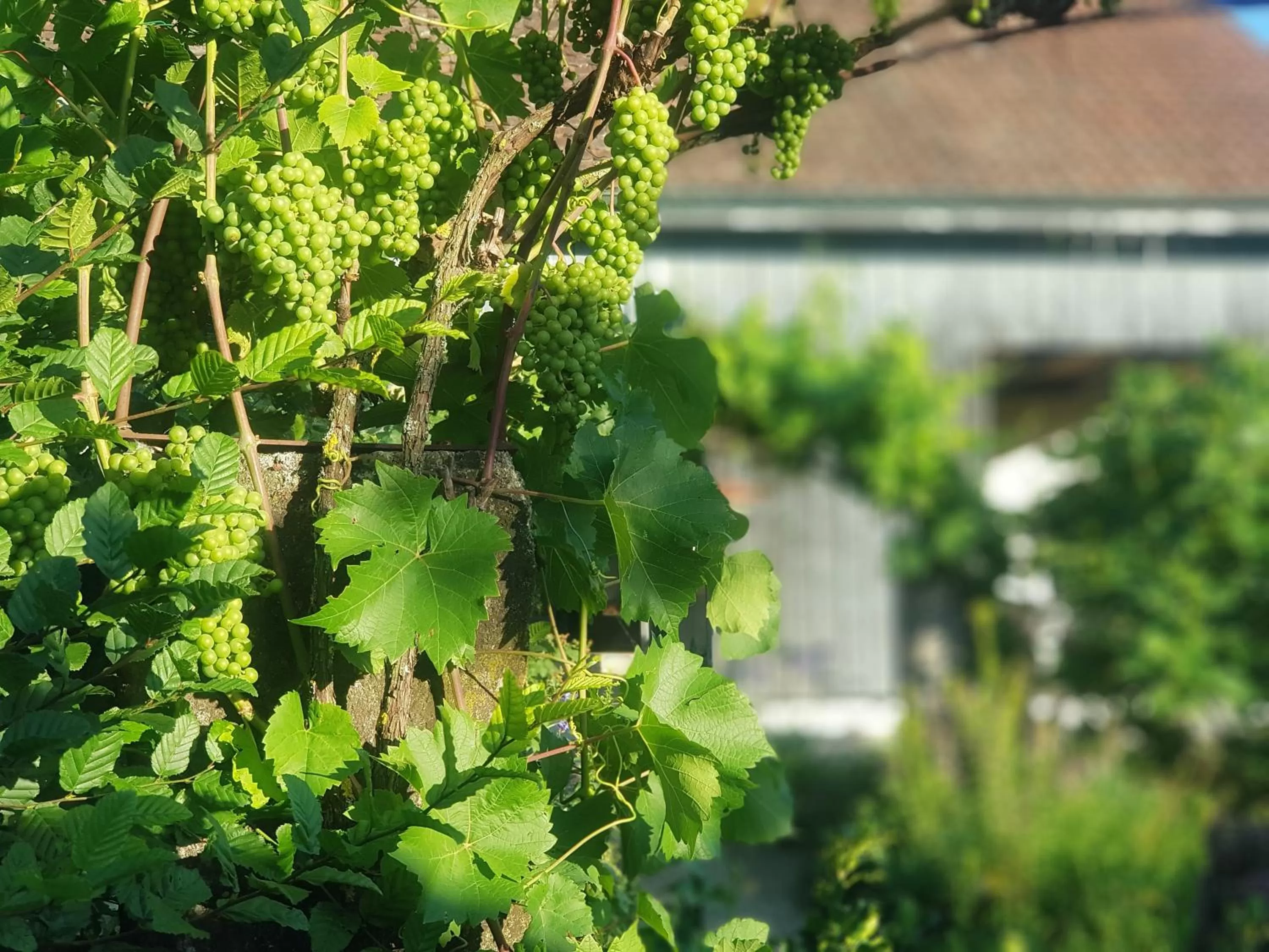 Garden in Blue Wall BnB