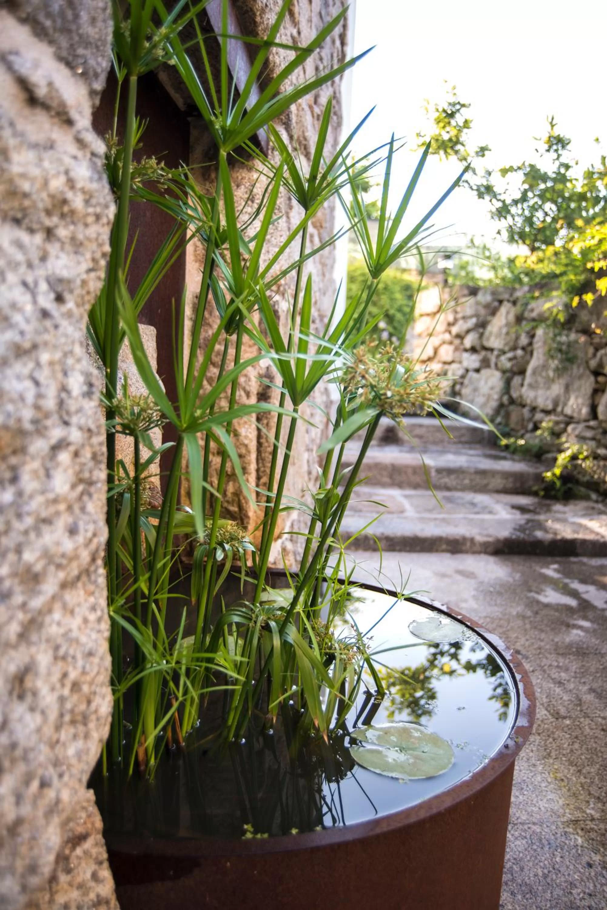Day in Quinta de San Amaro Rias Baixas