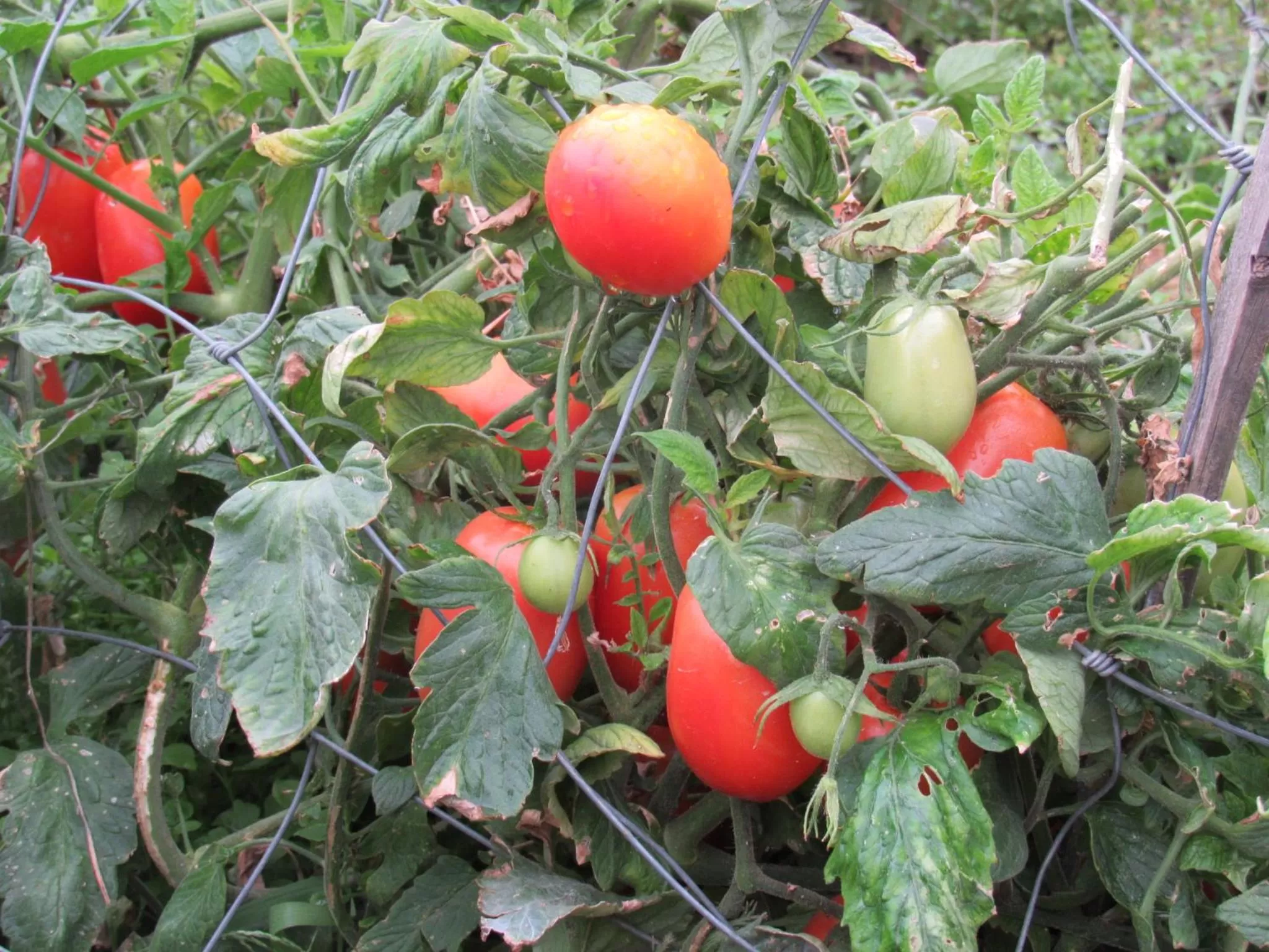 Other in Walla Walla Garden Motel