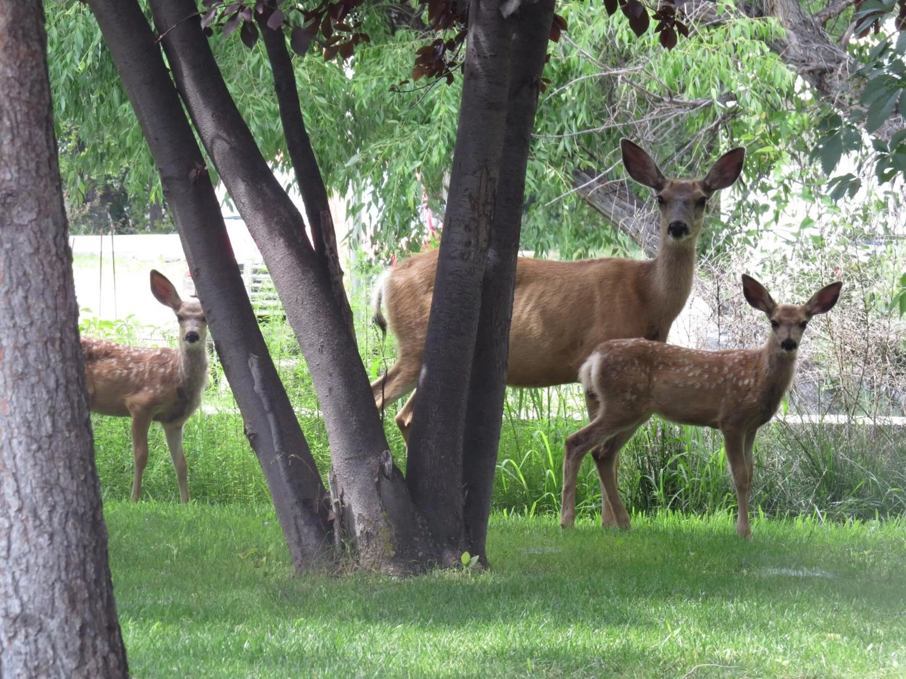 Animals in The Pines Country Inn