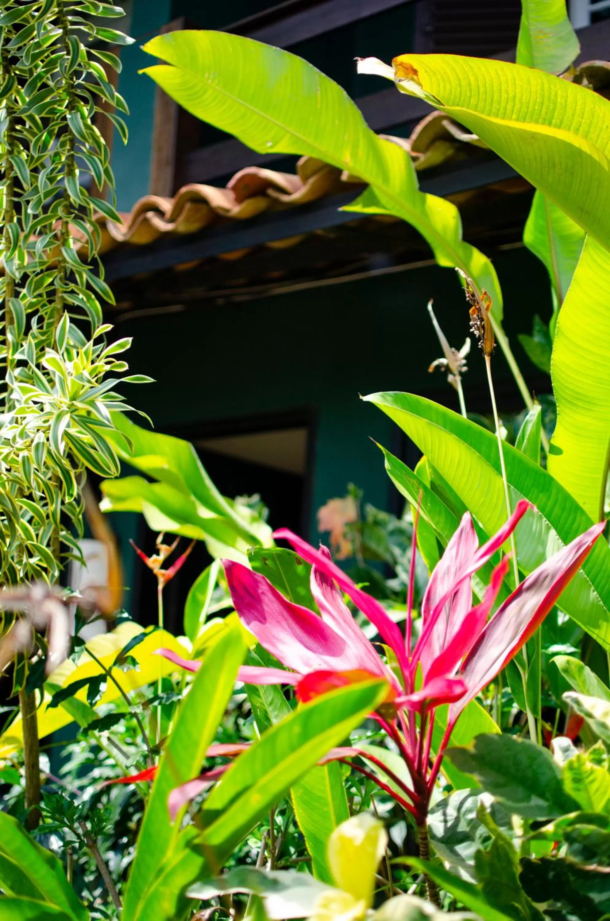 Garden in Pousada Afrika