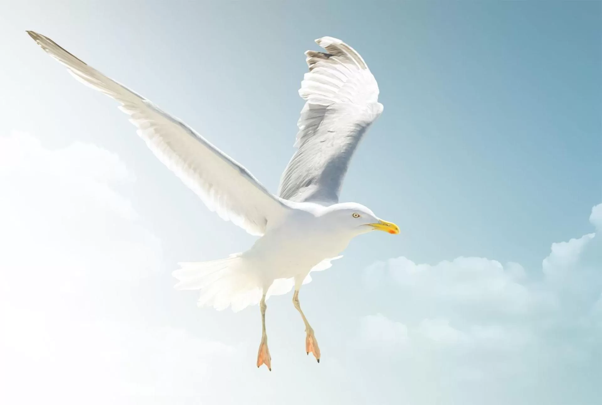 Animals in Hotel Am Medemufer