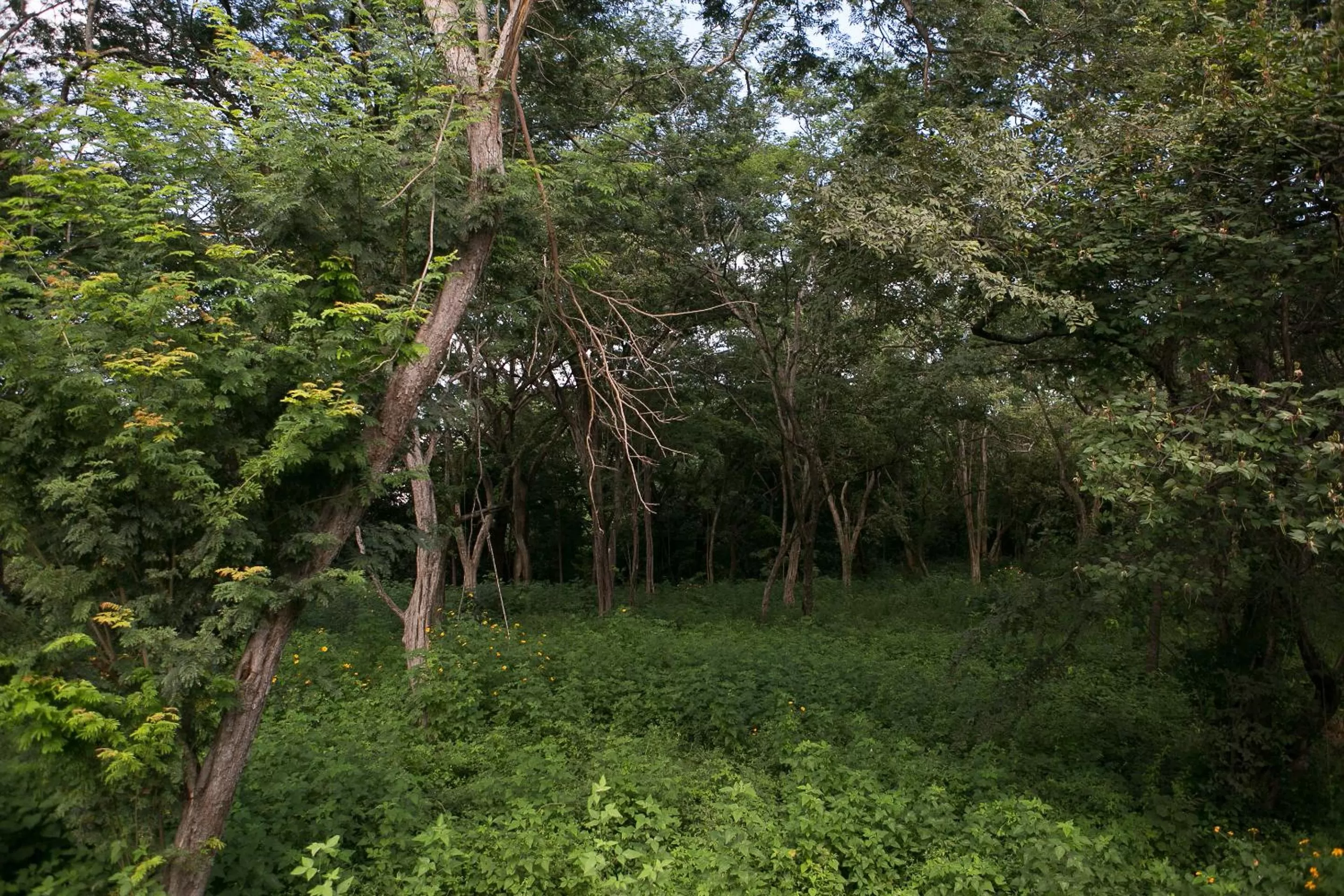 Garden view in Tamarindo Sunshine