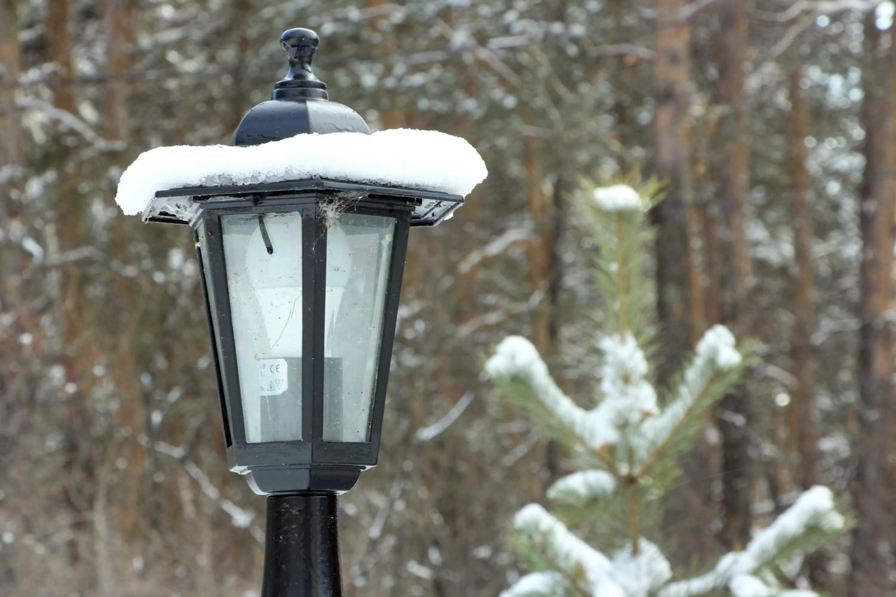 Other Animals in Zhaylau Hotel