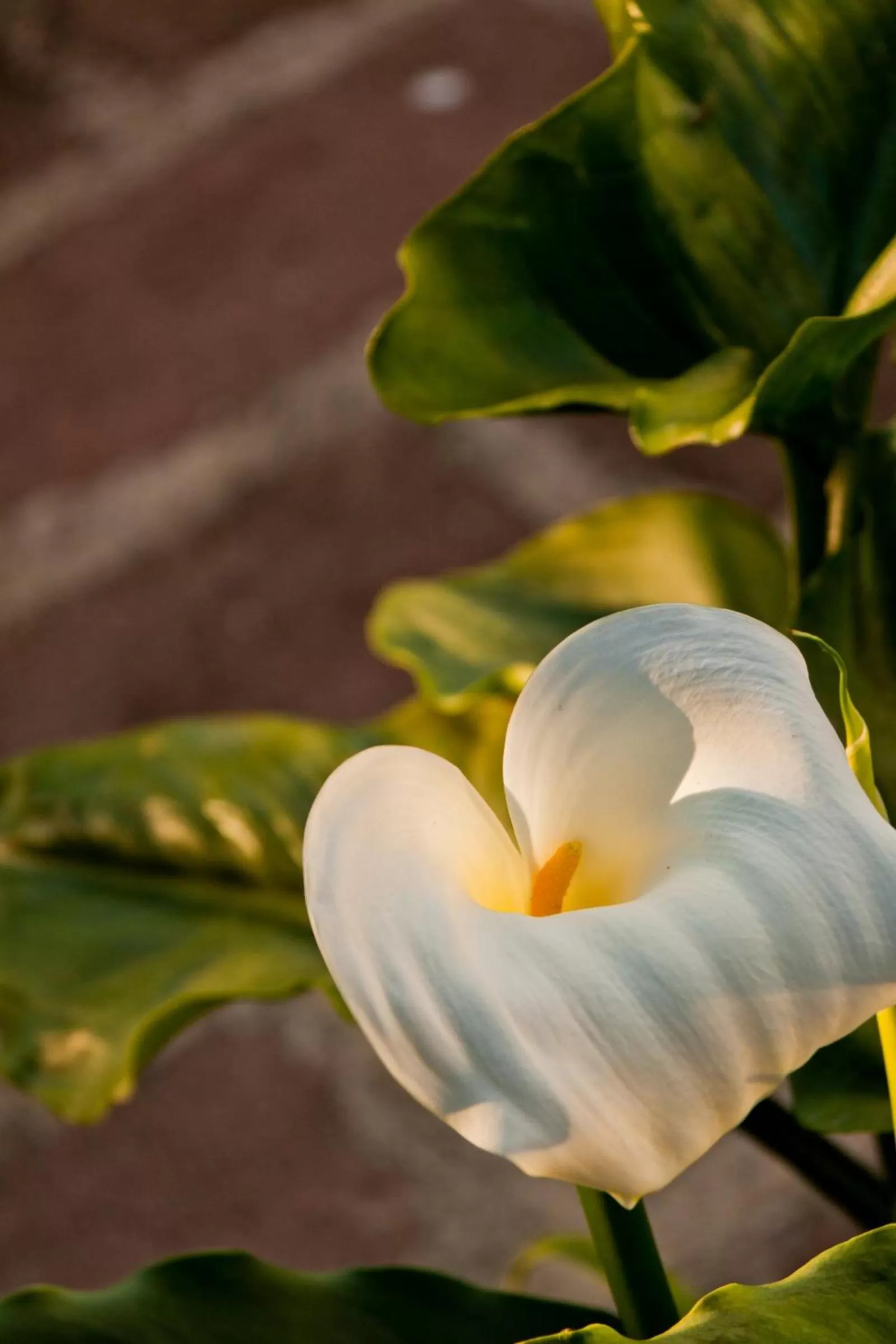 Garden in La Maison de Titty & Margherita