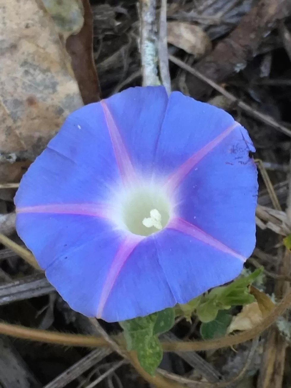 Garden in Finca San Pedro