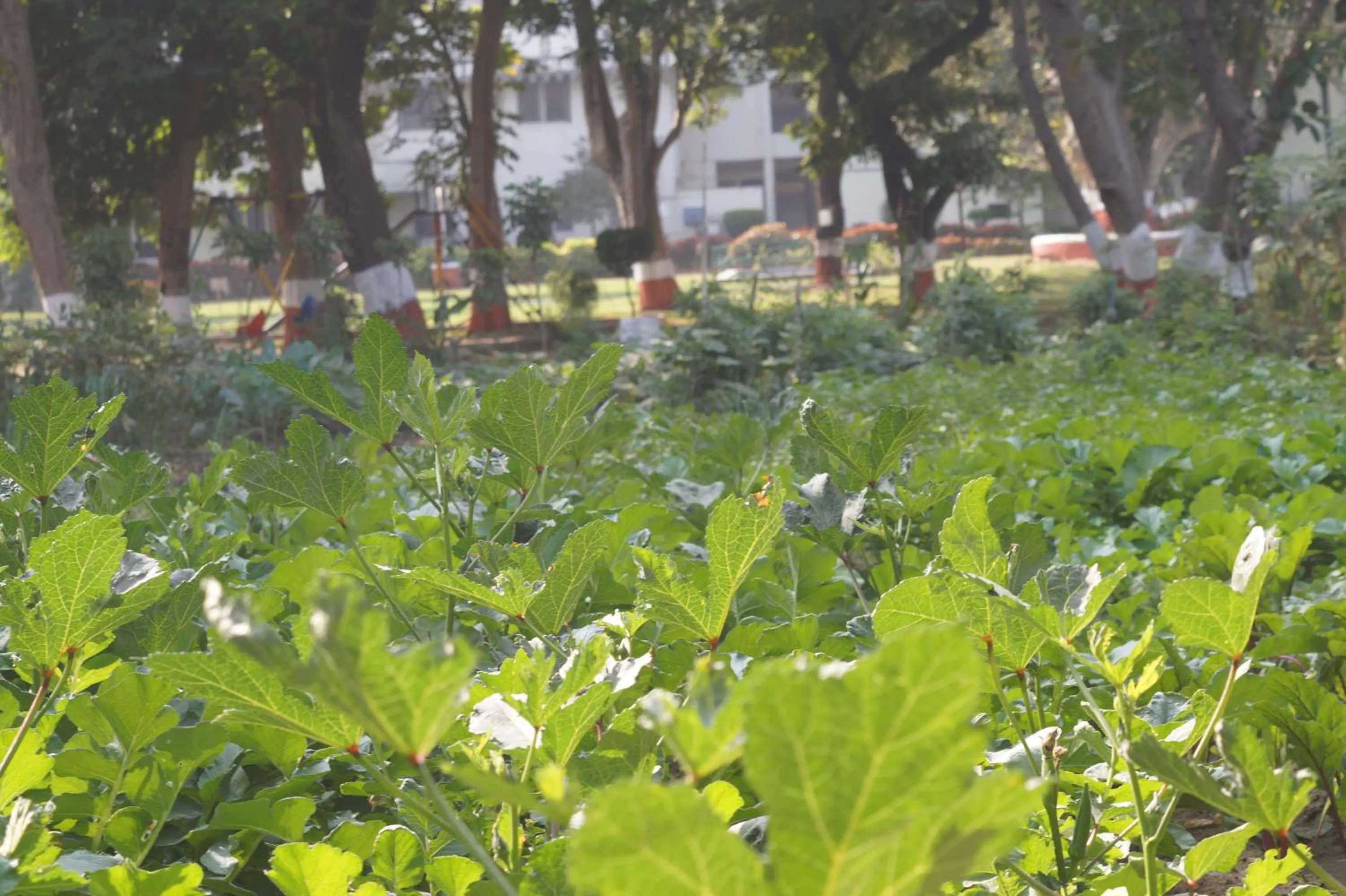 Garden in Ambassador Ajanta Hotel, Aurangabad
