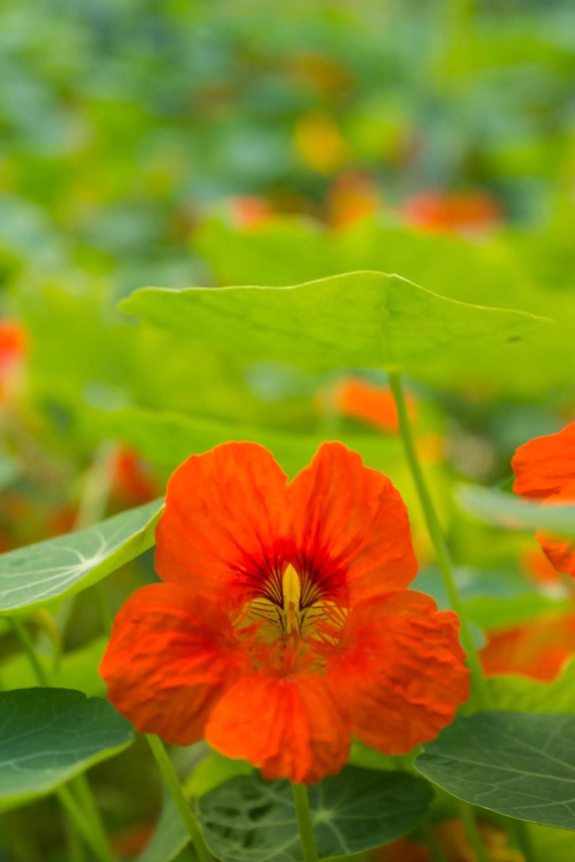 Garden in Hotel Toliman