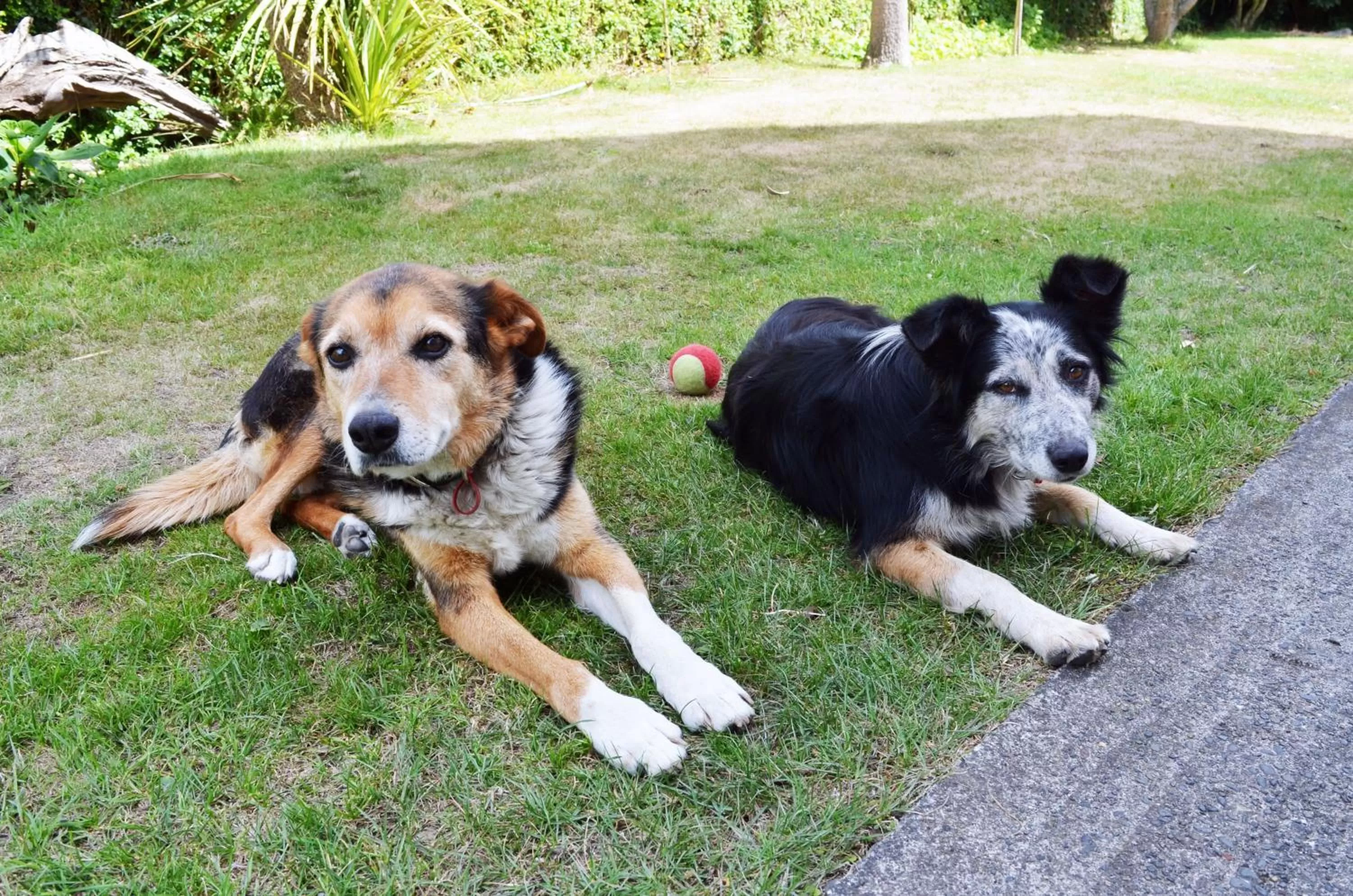 Pets in Braemar House B&B and YHA Hostel