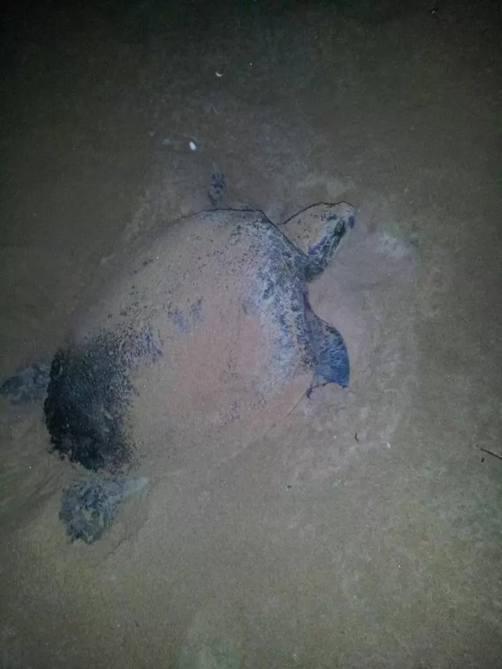 Weligama Bay Eco Villa