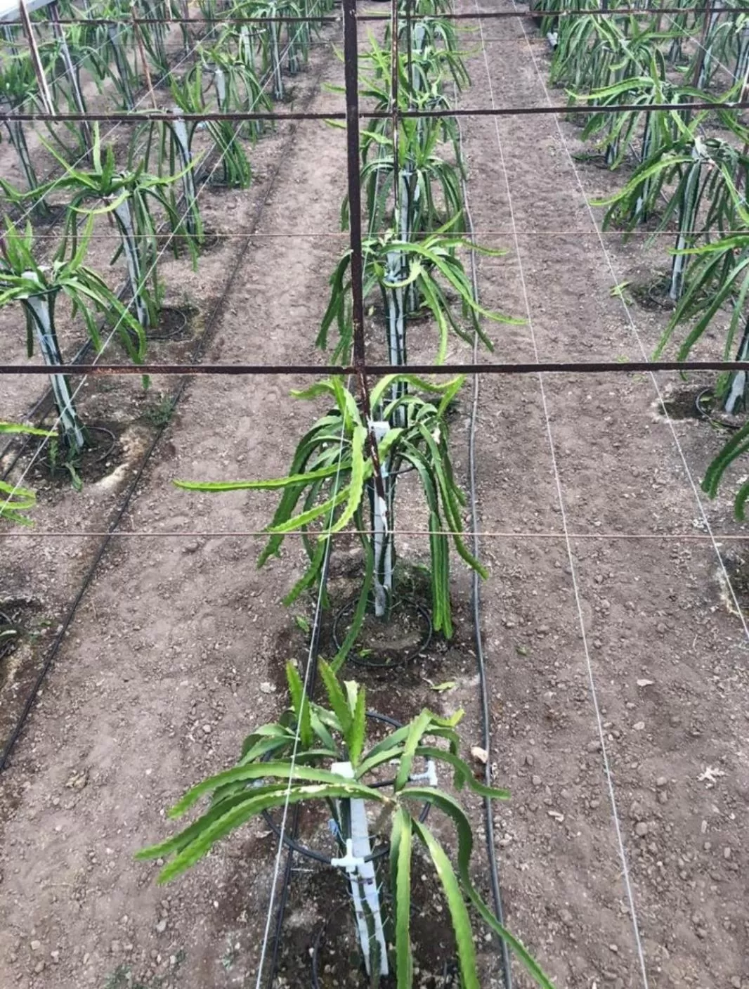 On site in Kiriş Garden Hotel