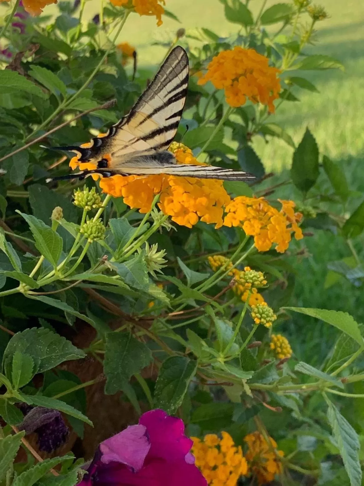 Garden in B&B Beauty House