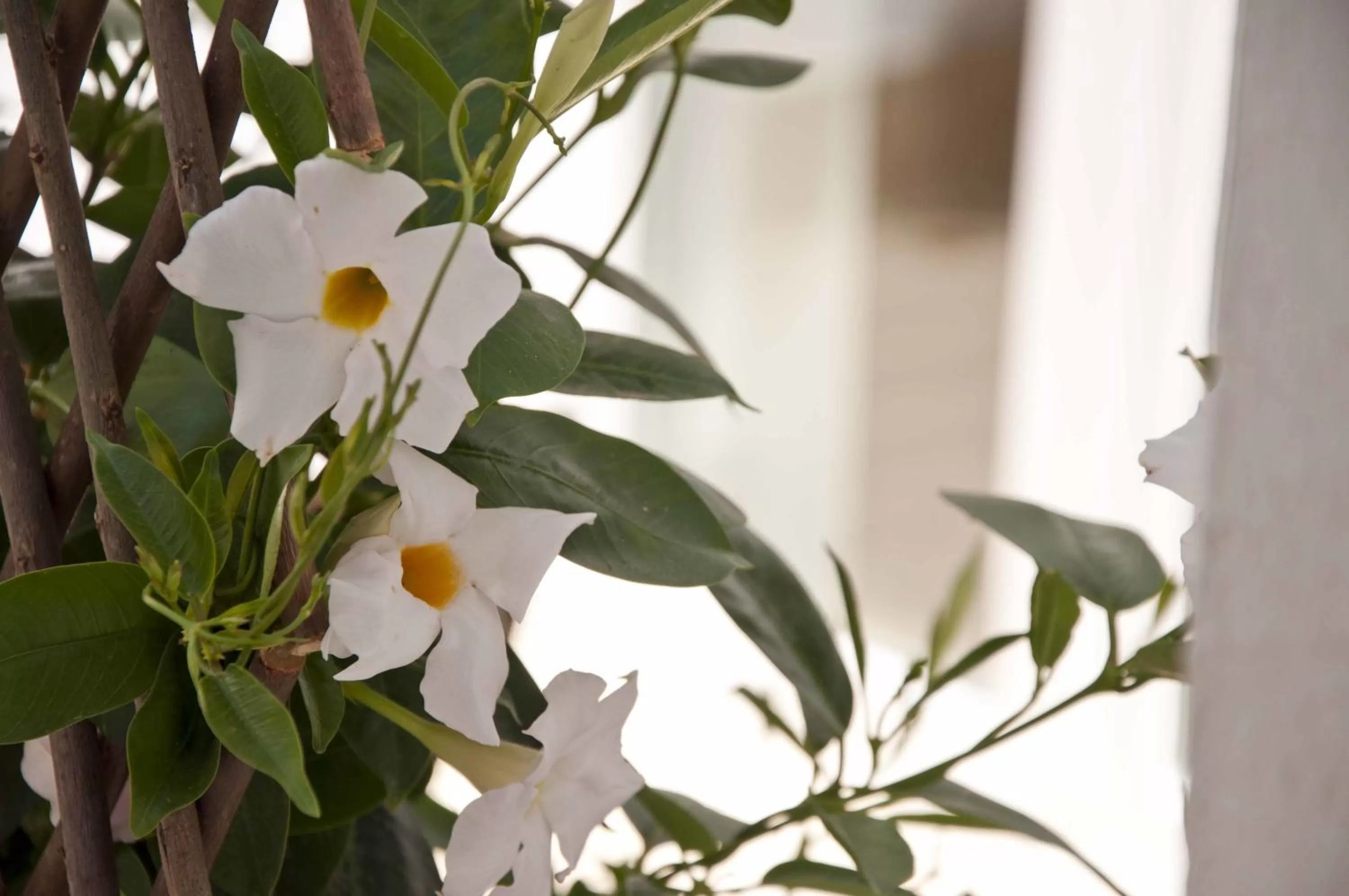 View (from property/room) in Zalamera BnB