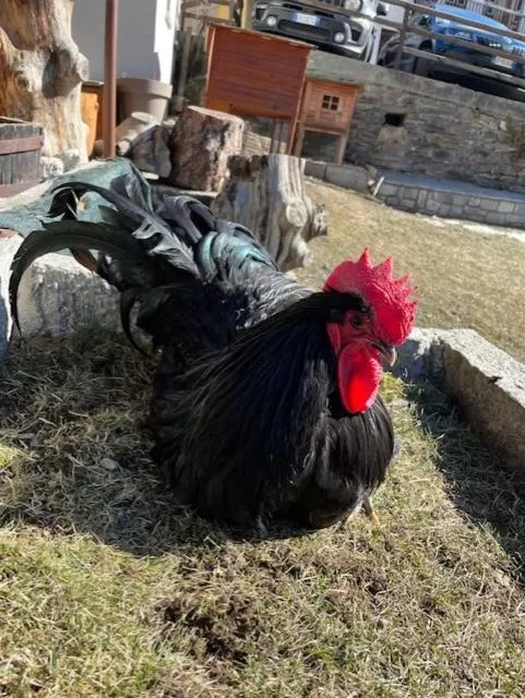 Animals in Hotel La Grange - Animal Chic Hotel