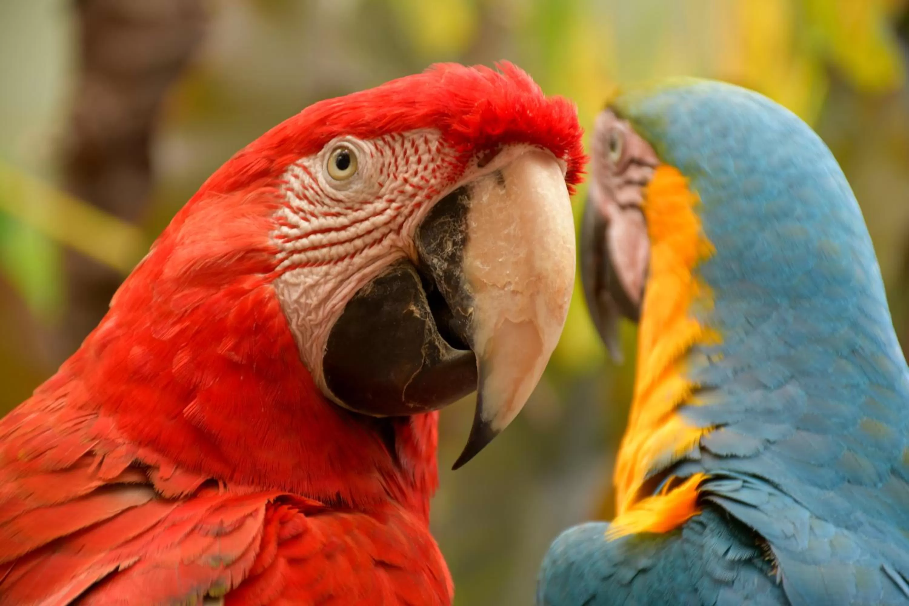 Other Animals in Pousada Sol e Mar