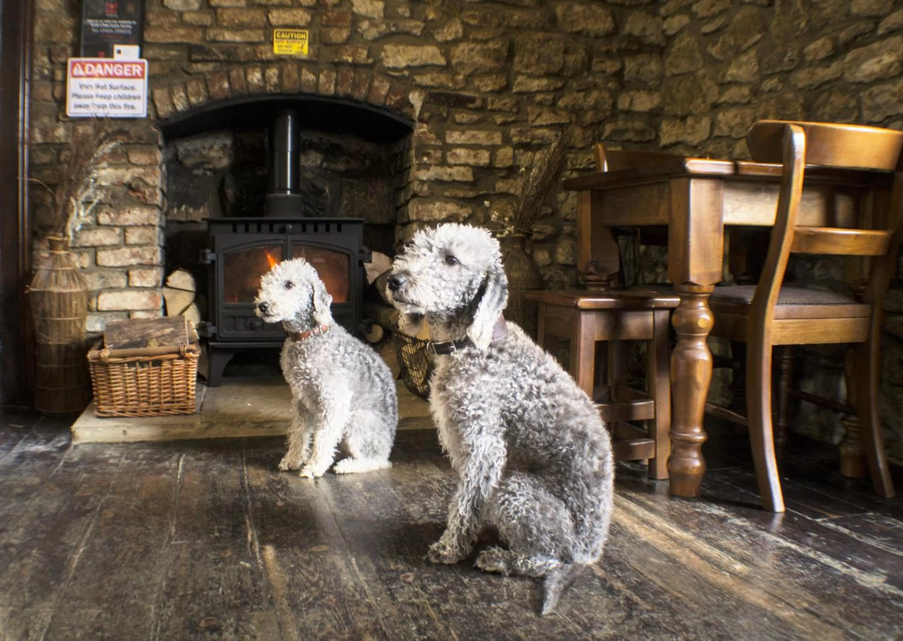 Pets in The Royal Oak Hotel