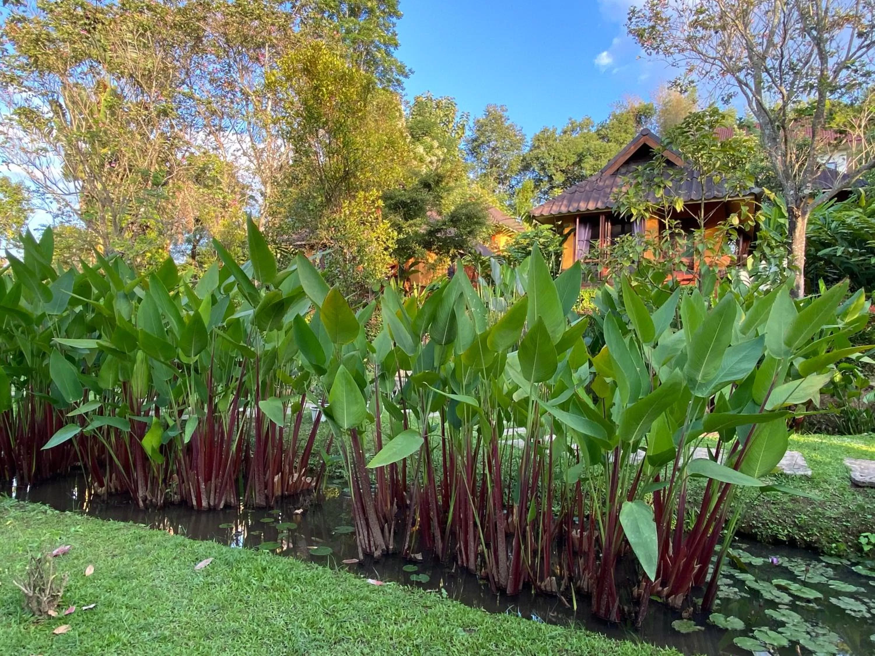 Garden view in Pura Vida Pai Resort