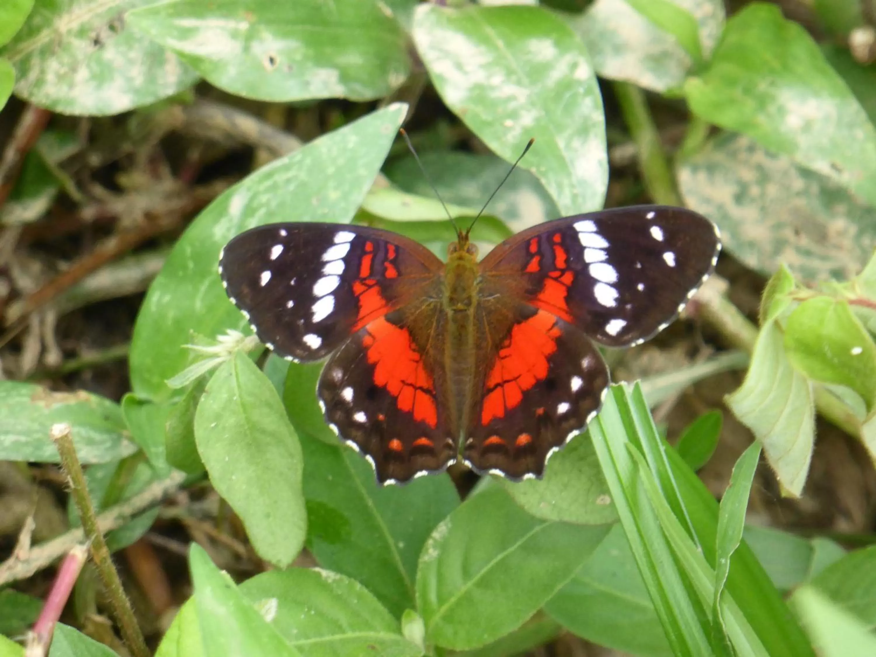 Other Animals in Mirador Finca Morrogacho