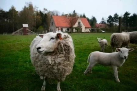 Other Animals in B&B Heerlijkhyd