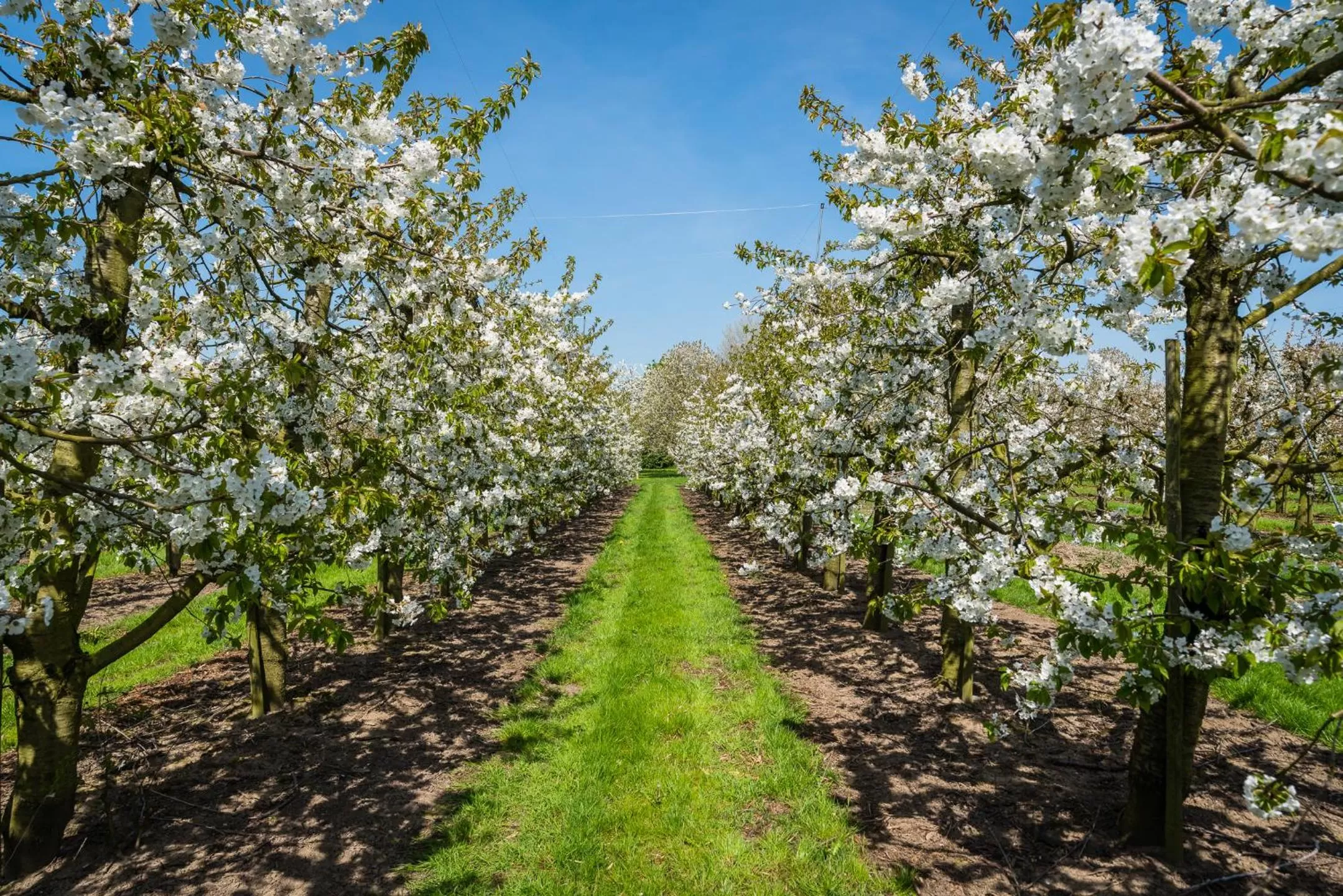 Natural landscape in De Oosterling